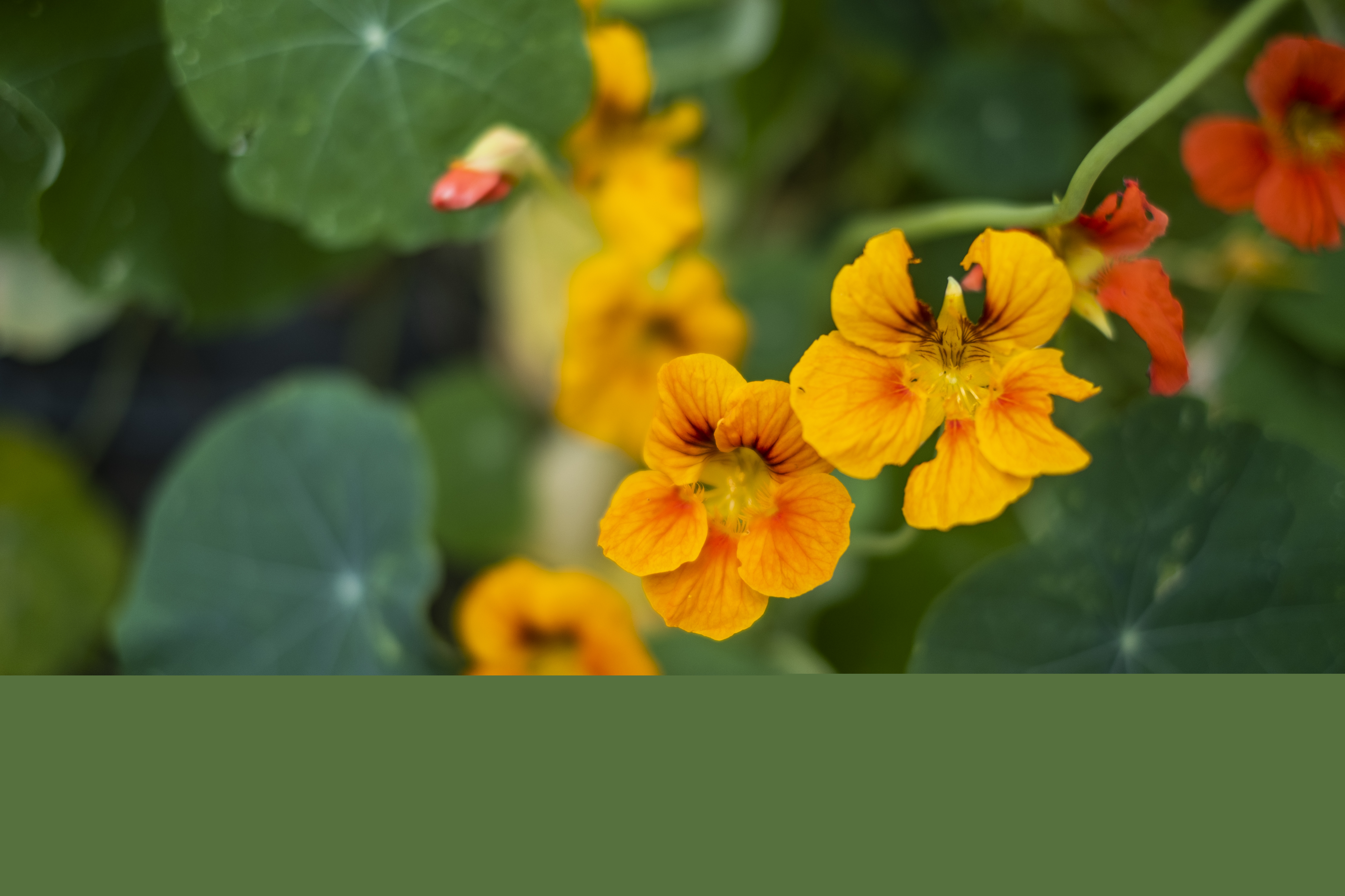 Närbild på röda och gula krasseblommor.