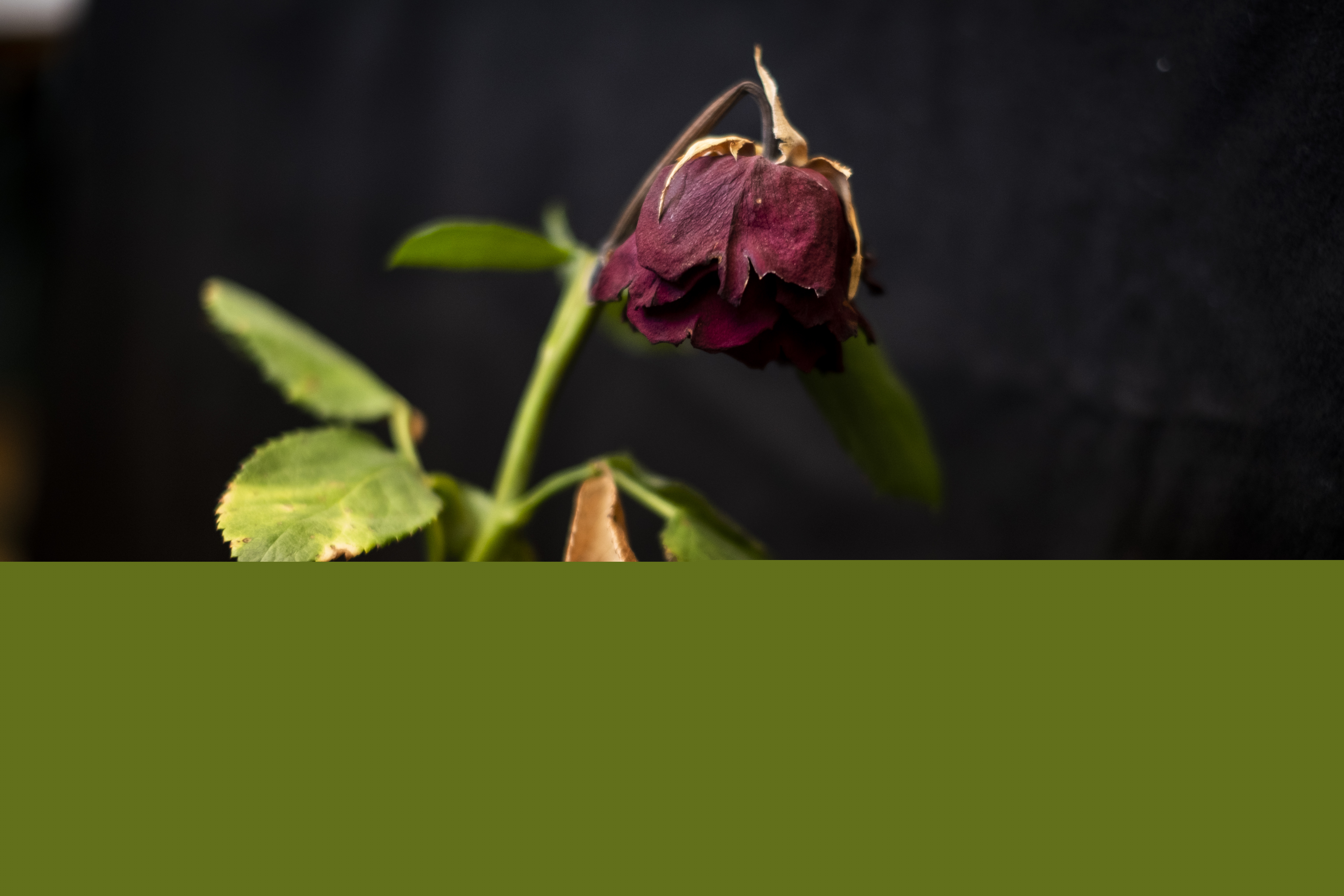 En röd ros som vissnat.