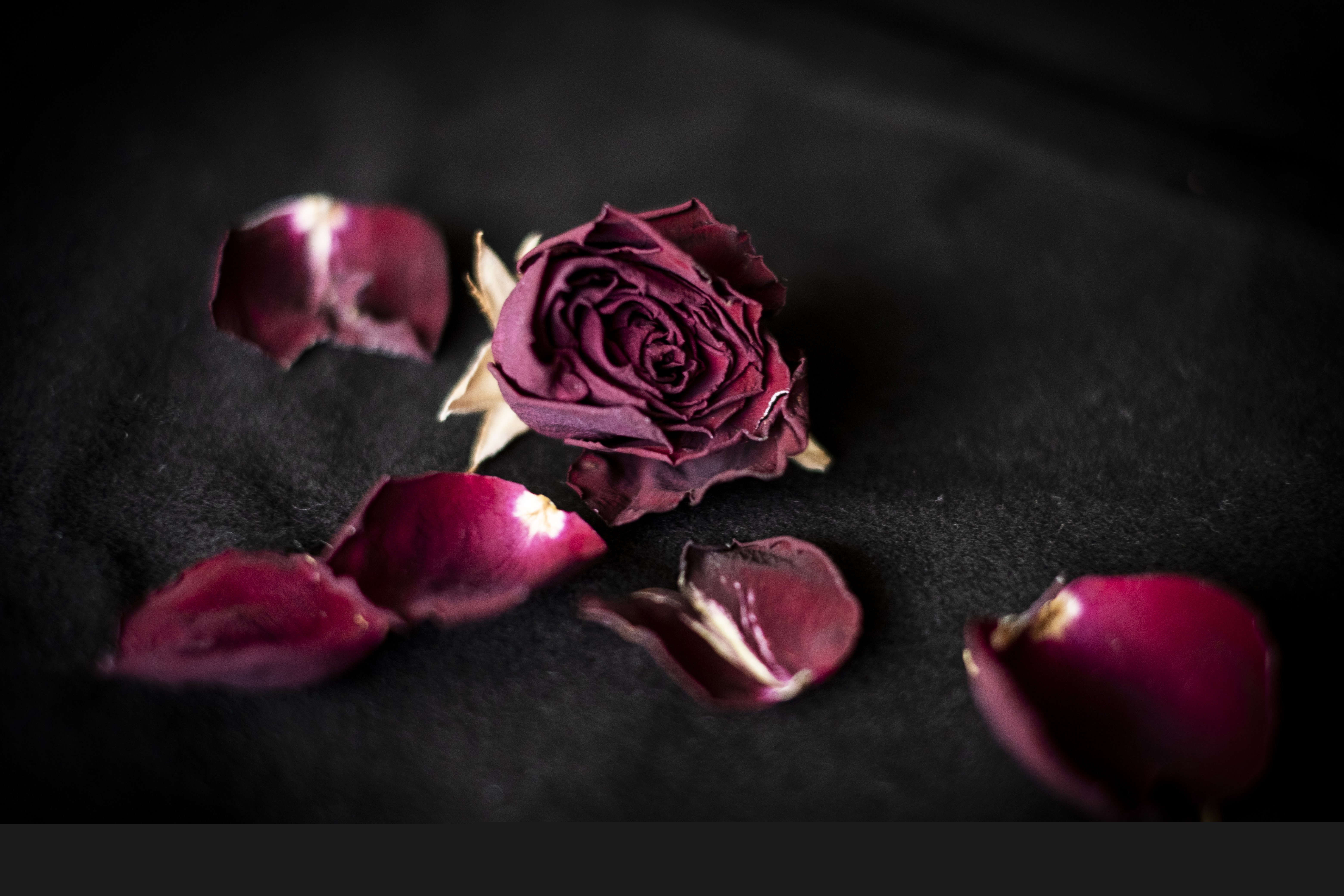 En torkad ros och dess blomblad ligger utspridda.