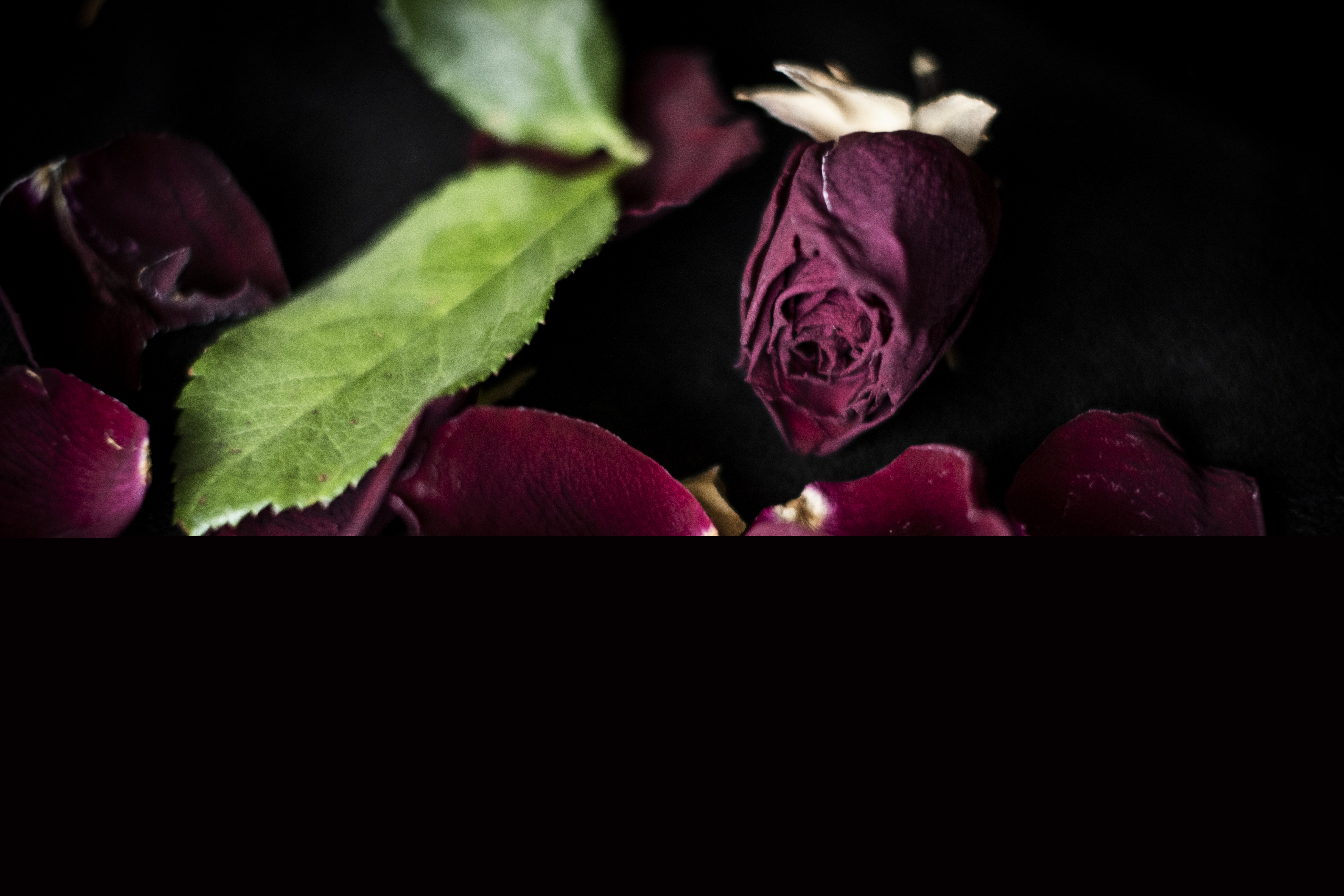 Mörkröda rosor i mörker.