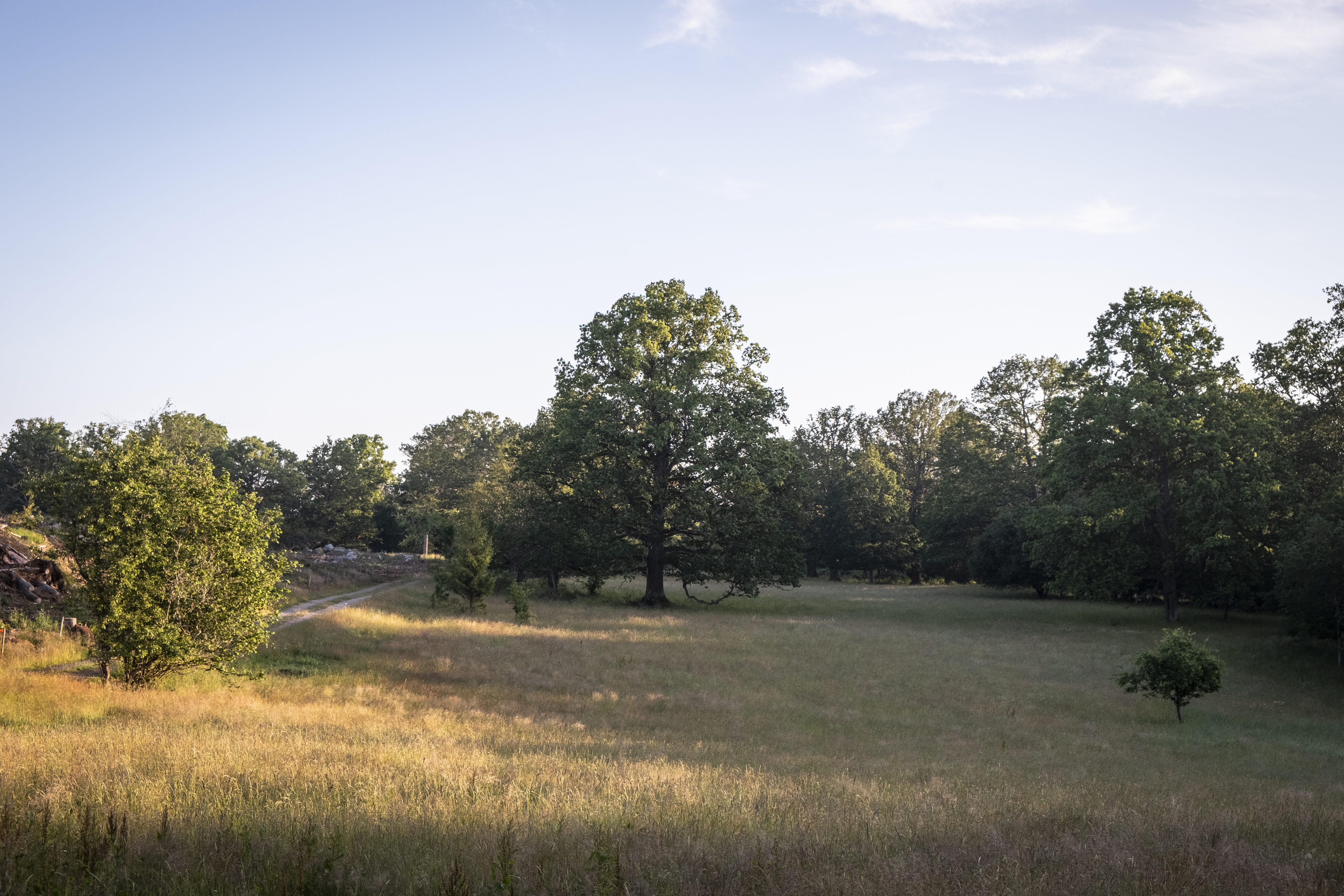 En gräsäng framför en lövskog med stora träd.