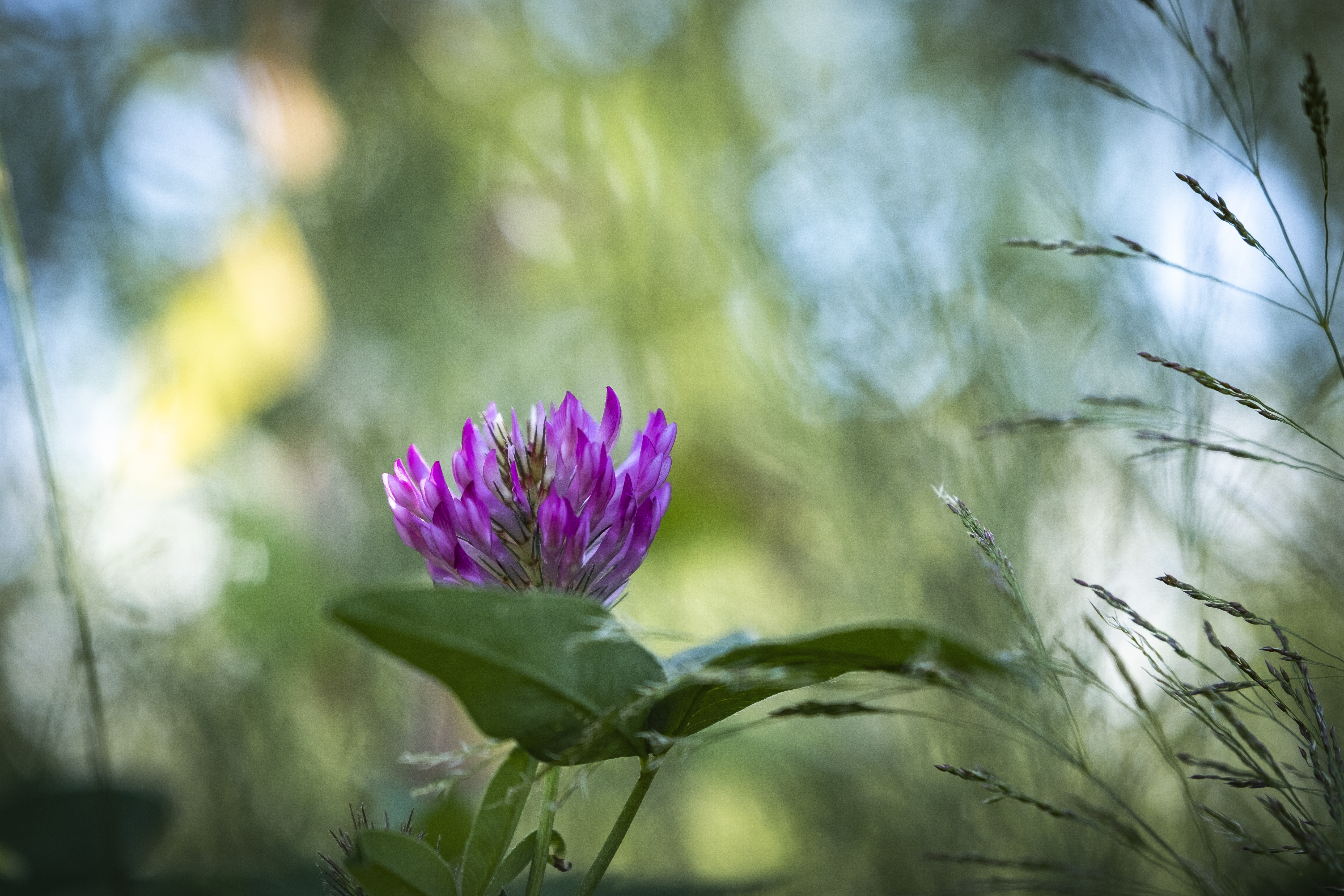 Närbild på en lila klöverblomma.
