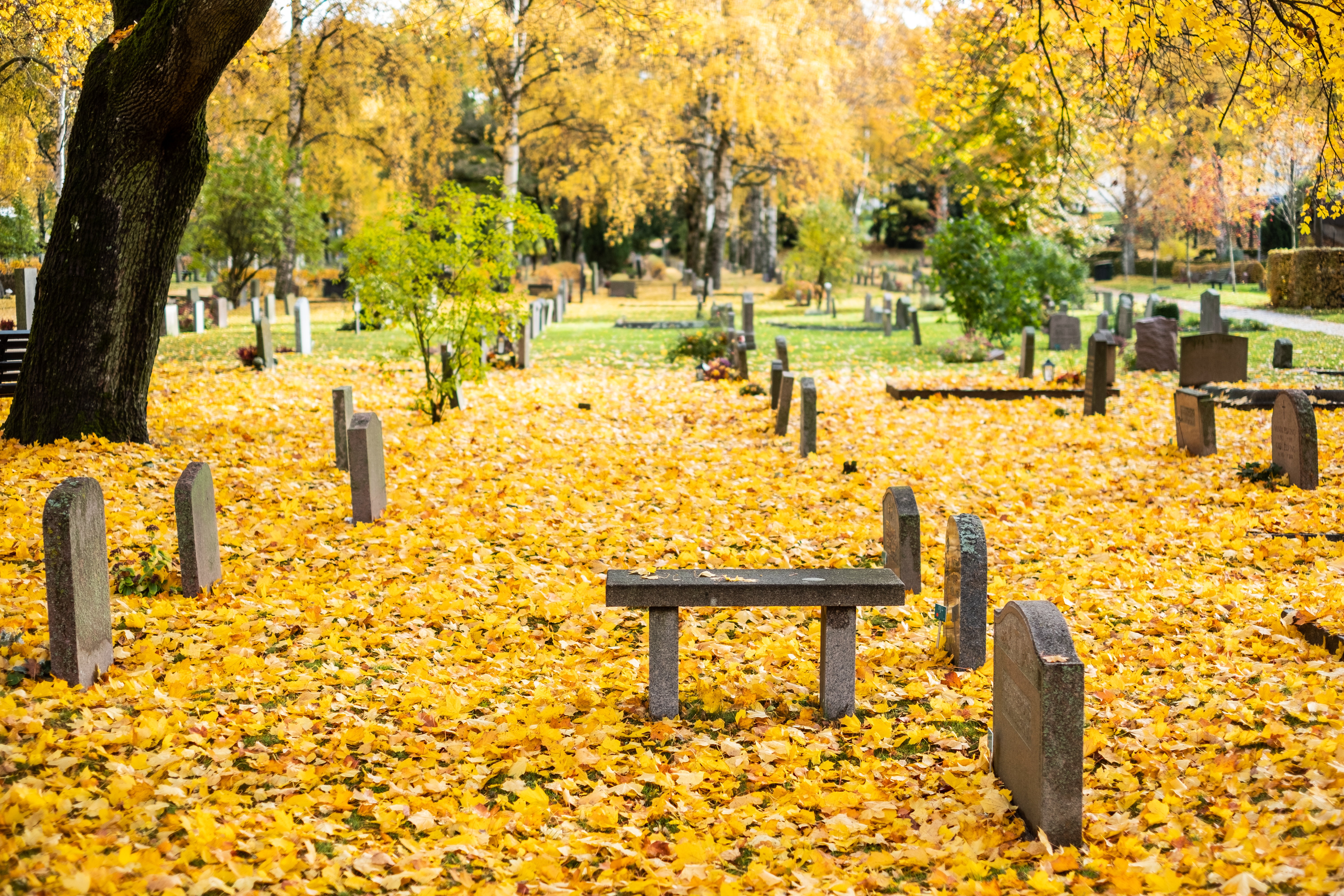 Kyrkogårdens mark är täckt av gula löv.