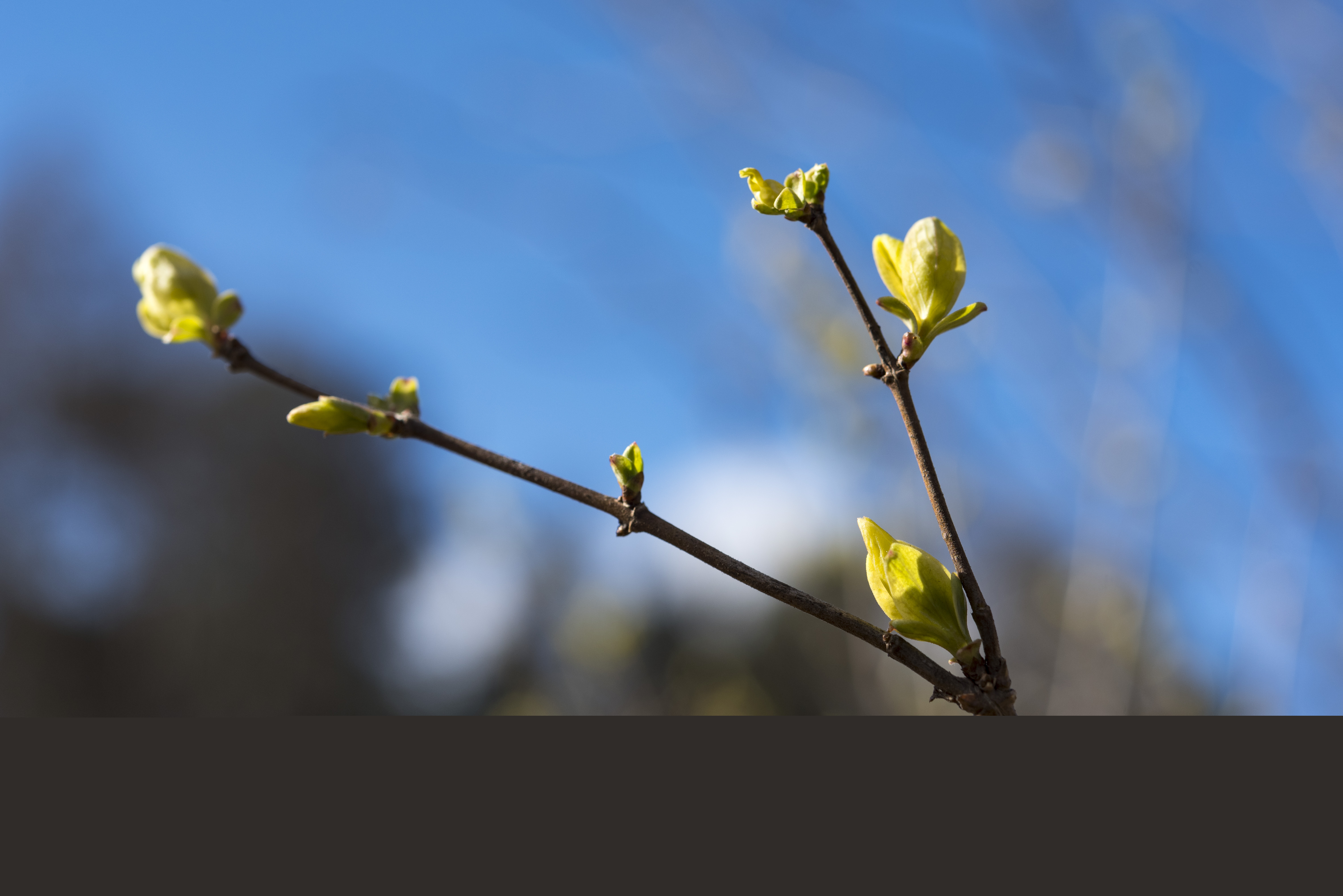 Några nyutslagna knoppar på en kvist.