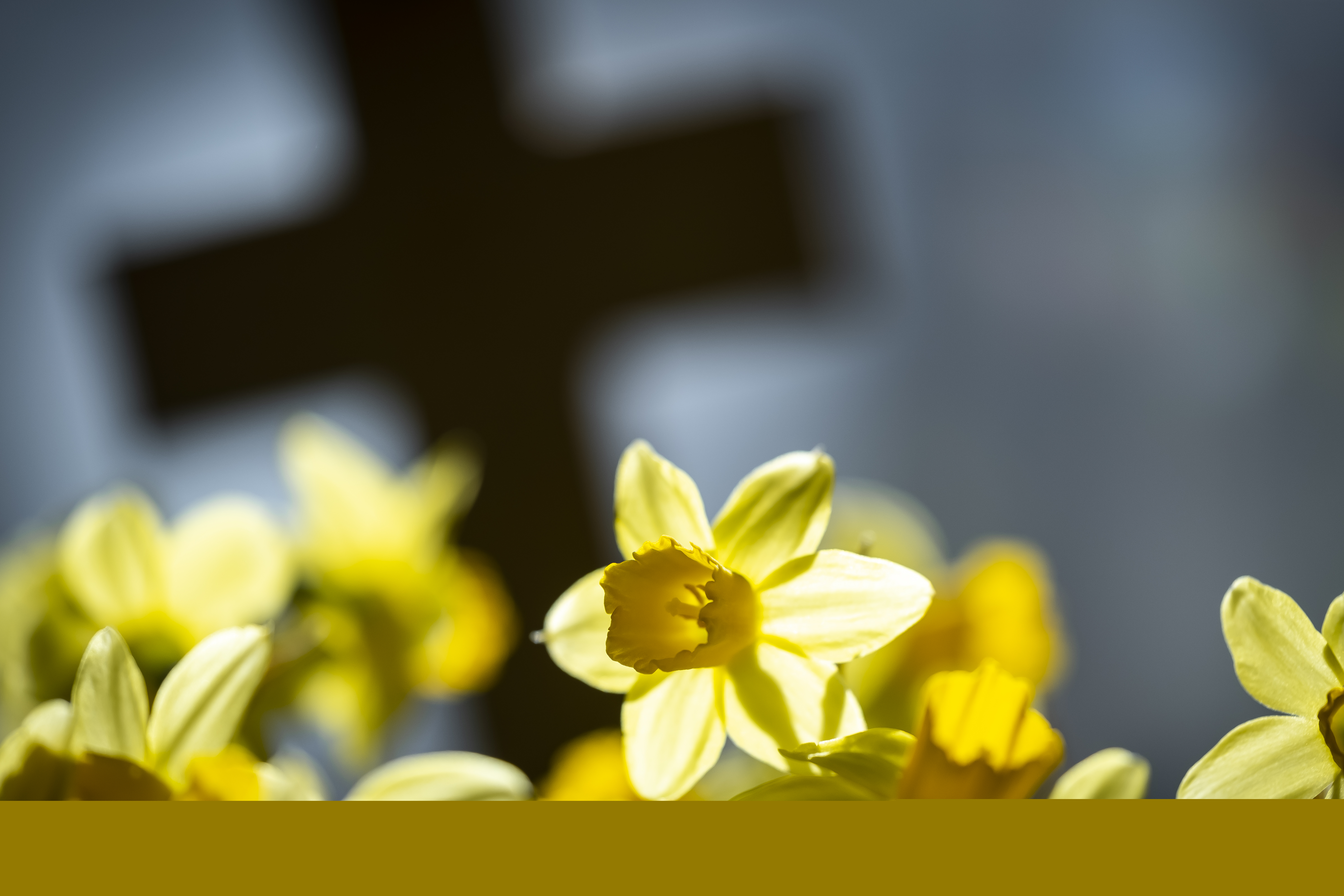 Närbild på påskliljor. Ett kors syns i bakgrunden.