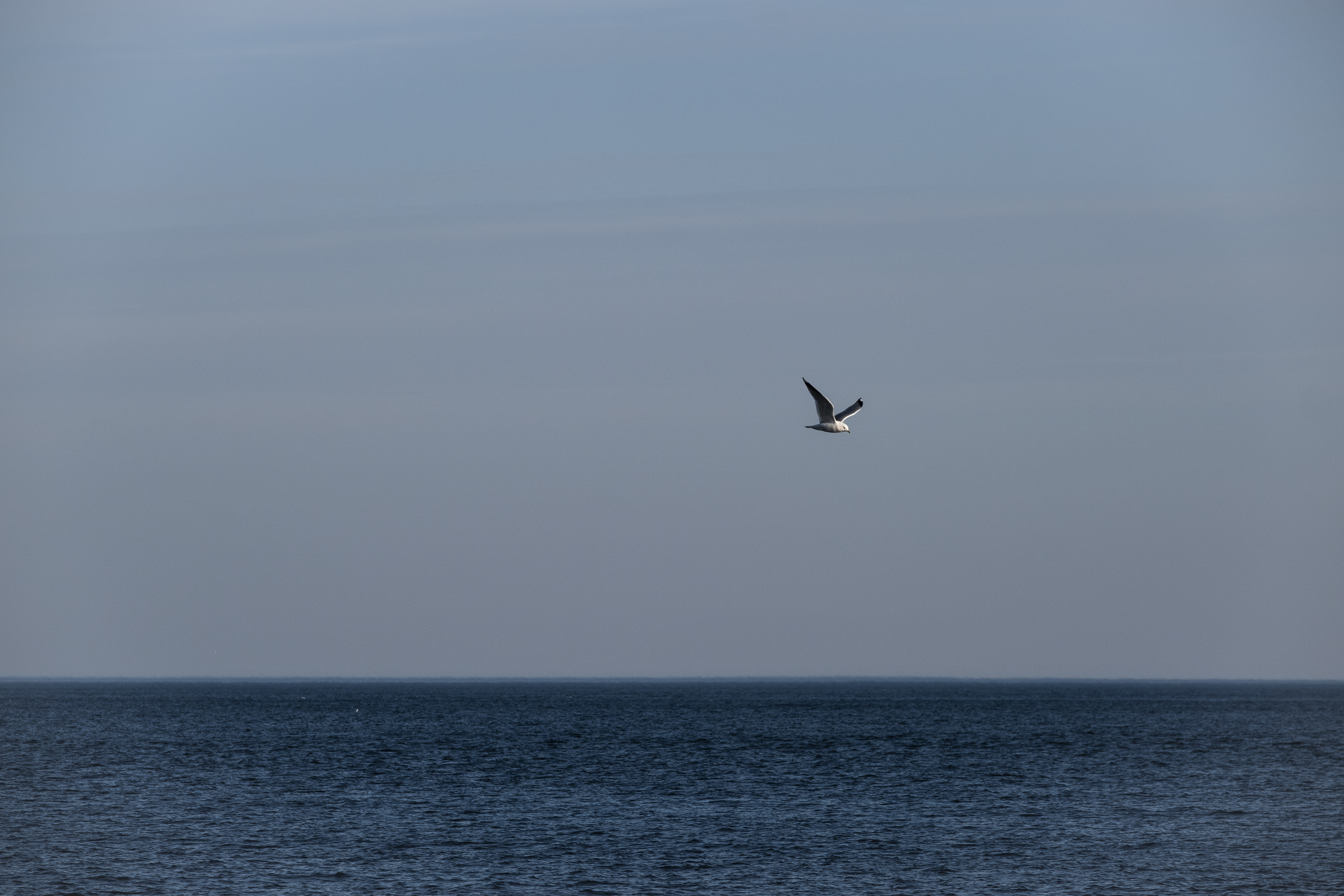 En ensam mås flyger över havet.