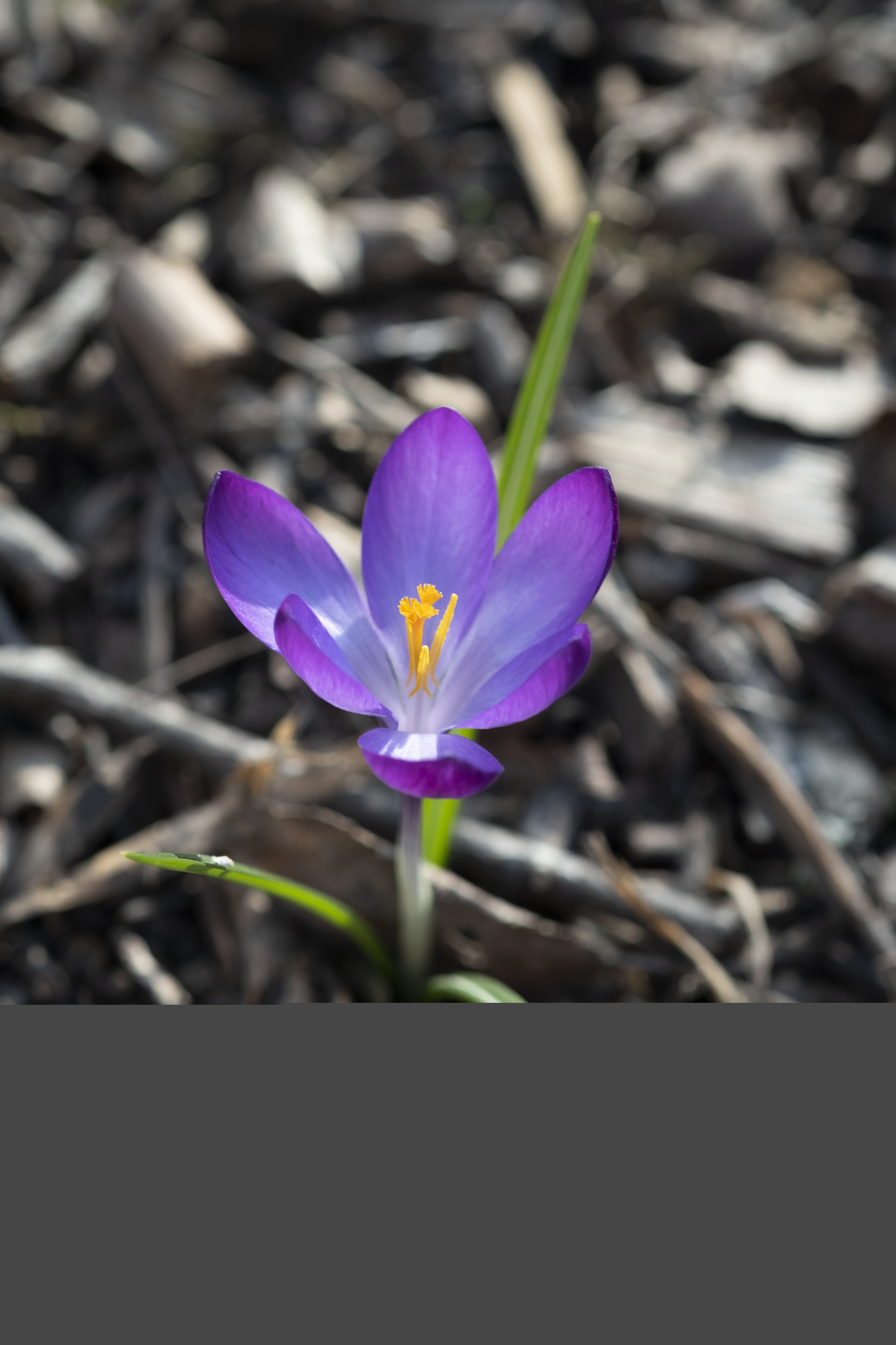 Närbild på en lila krokus.