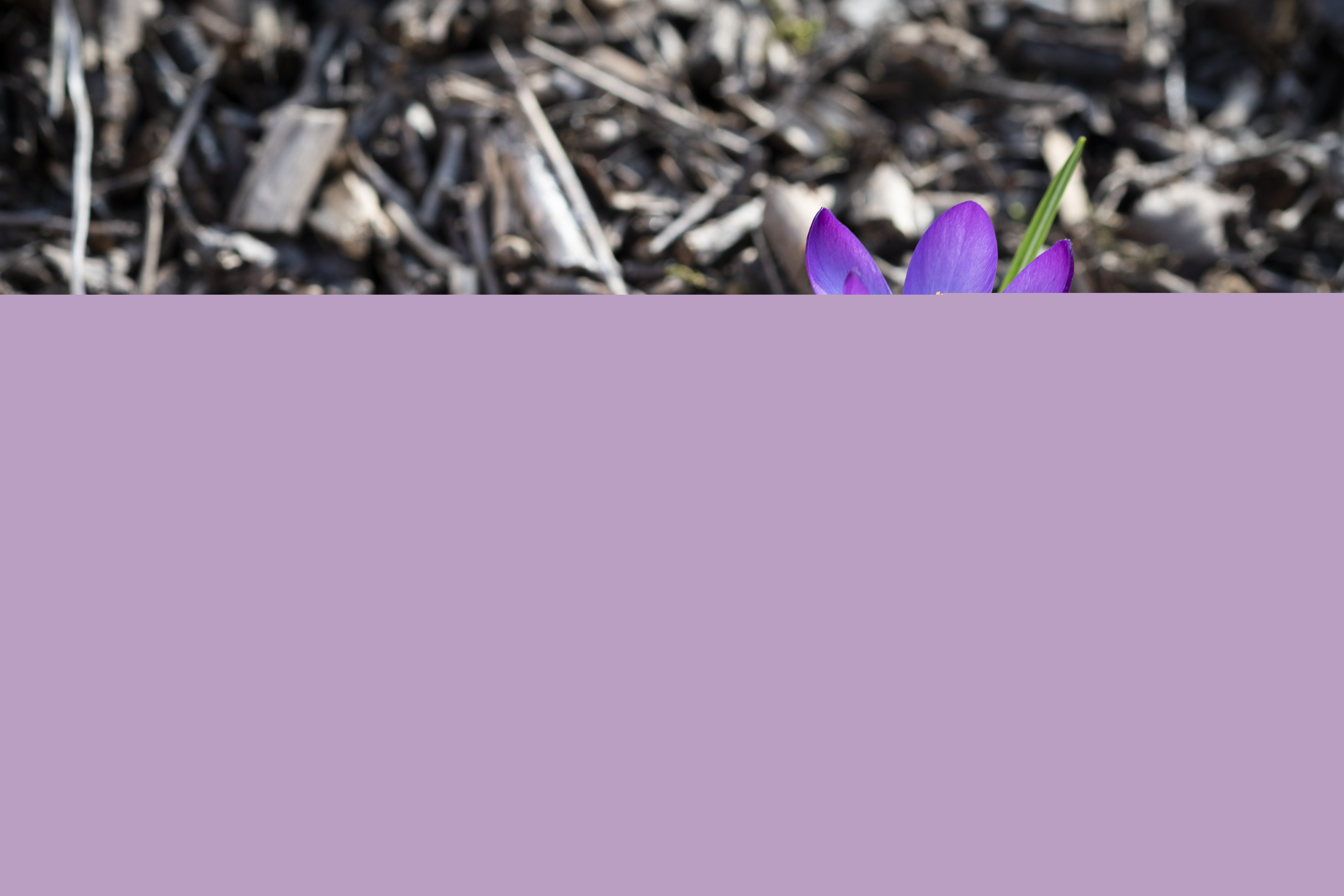 Närbild på en lila krokus.