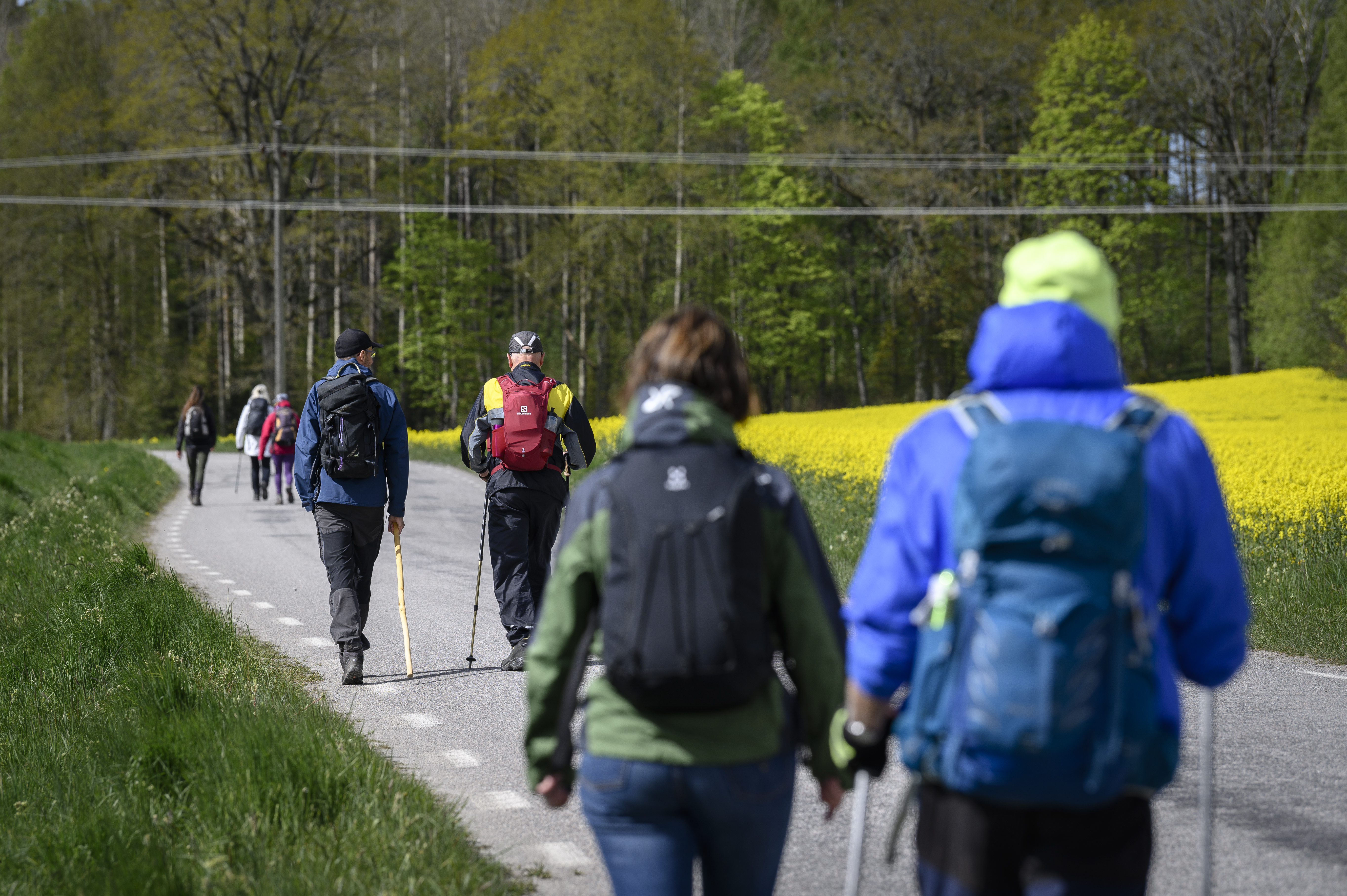 Pilgrimmer vandrar på en landsväg med blommande rapsfält vid sidan av vägen.