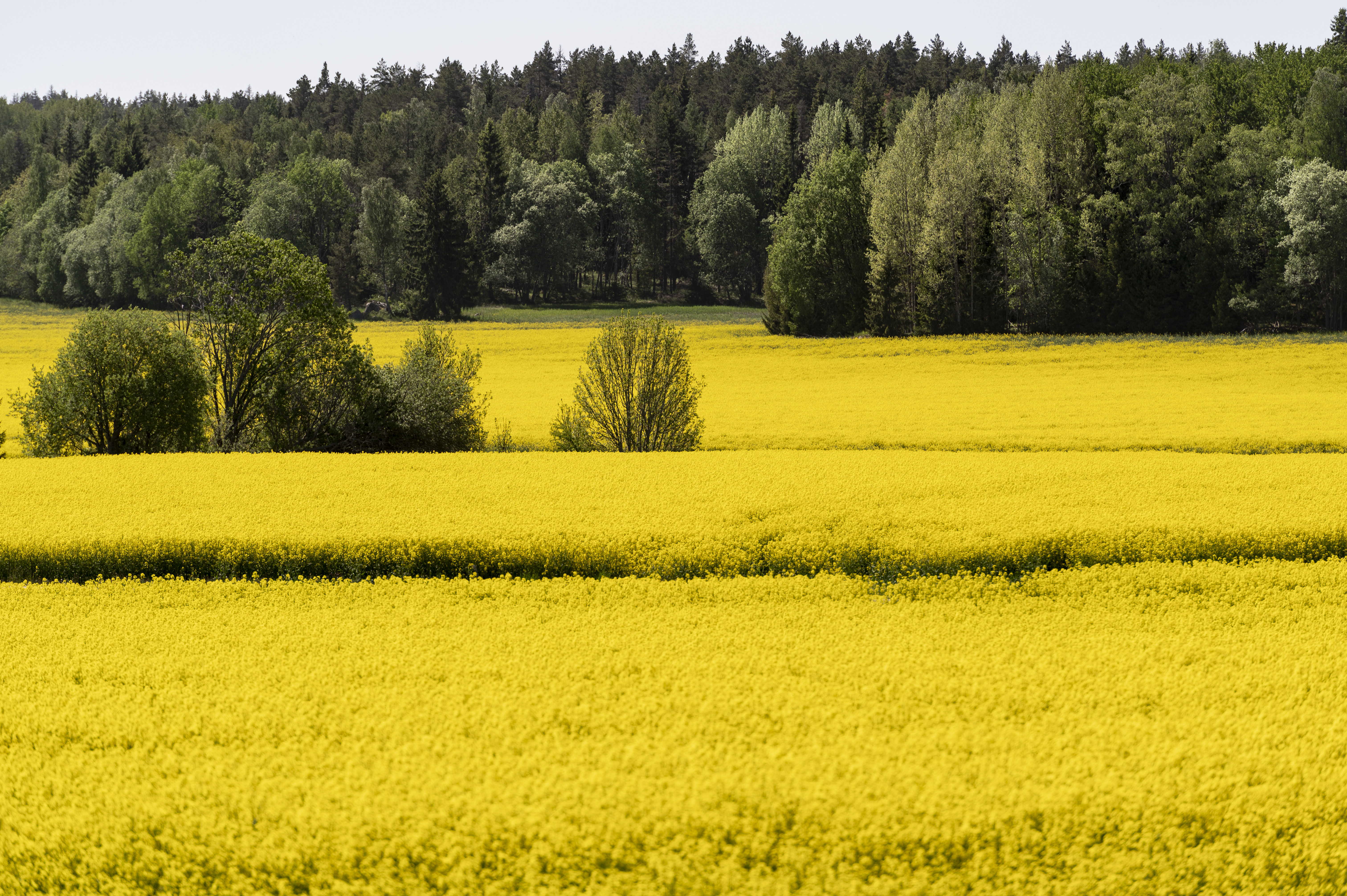Ett gult rapsfält med skog i bakgrunden.