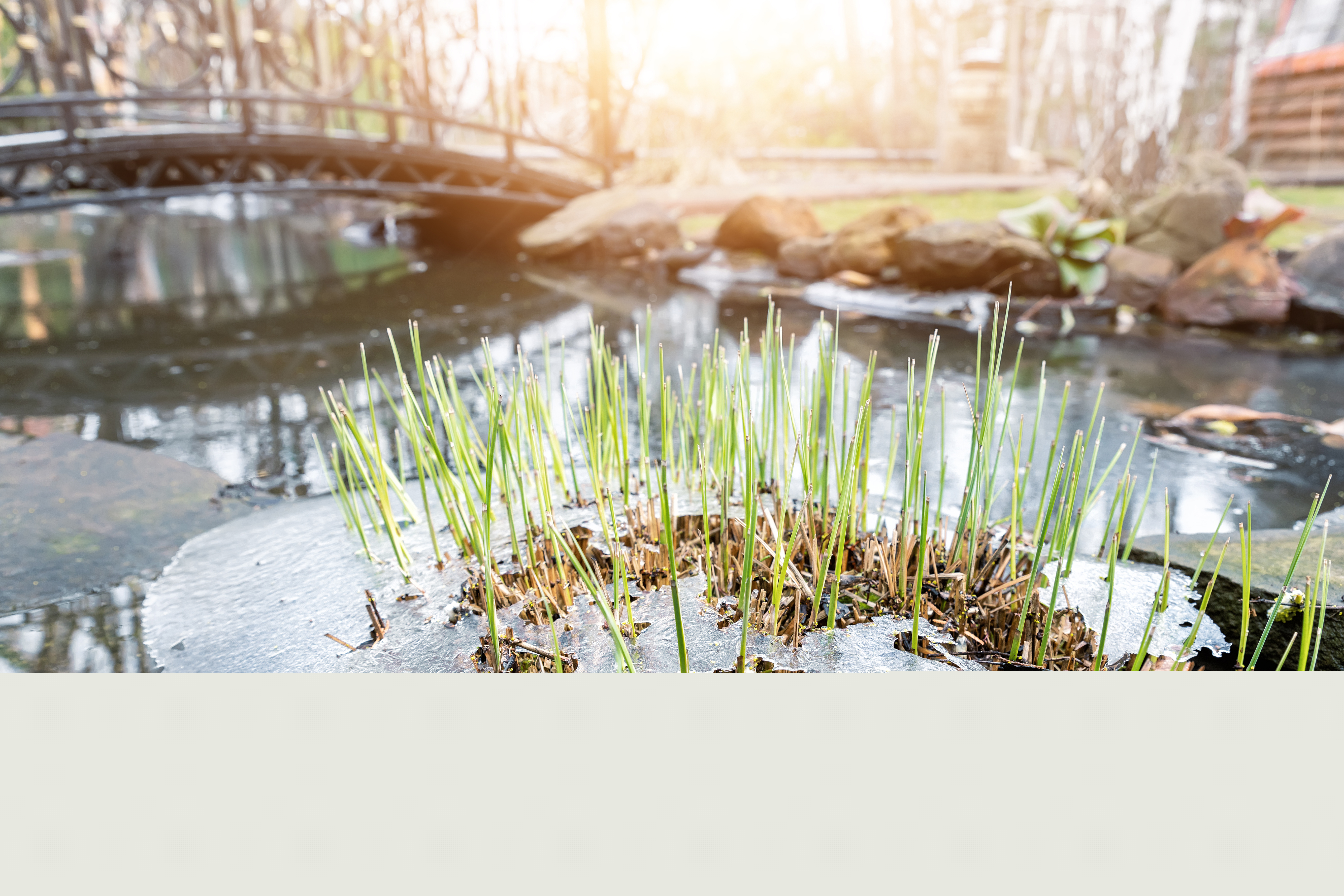 Vass växer upp genom is i en delvis fryst å. En gångbro i bakgrunden.