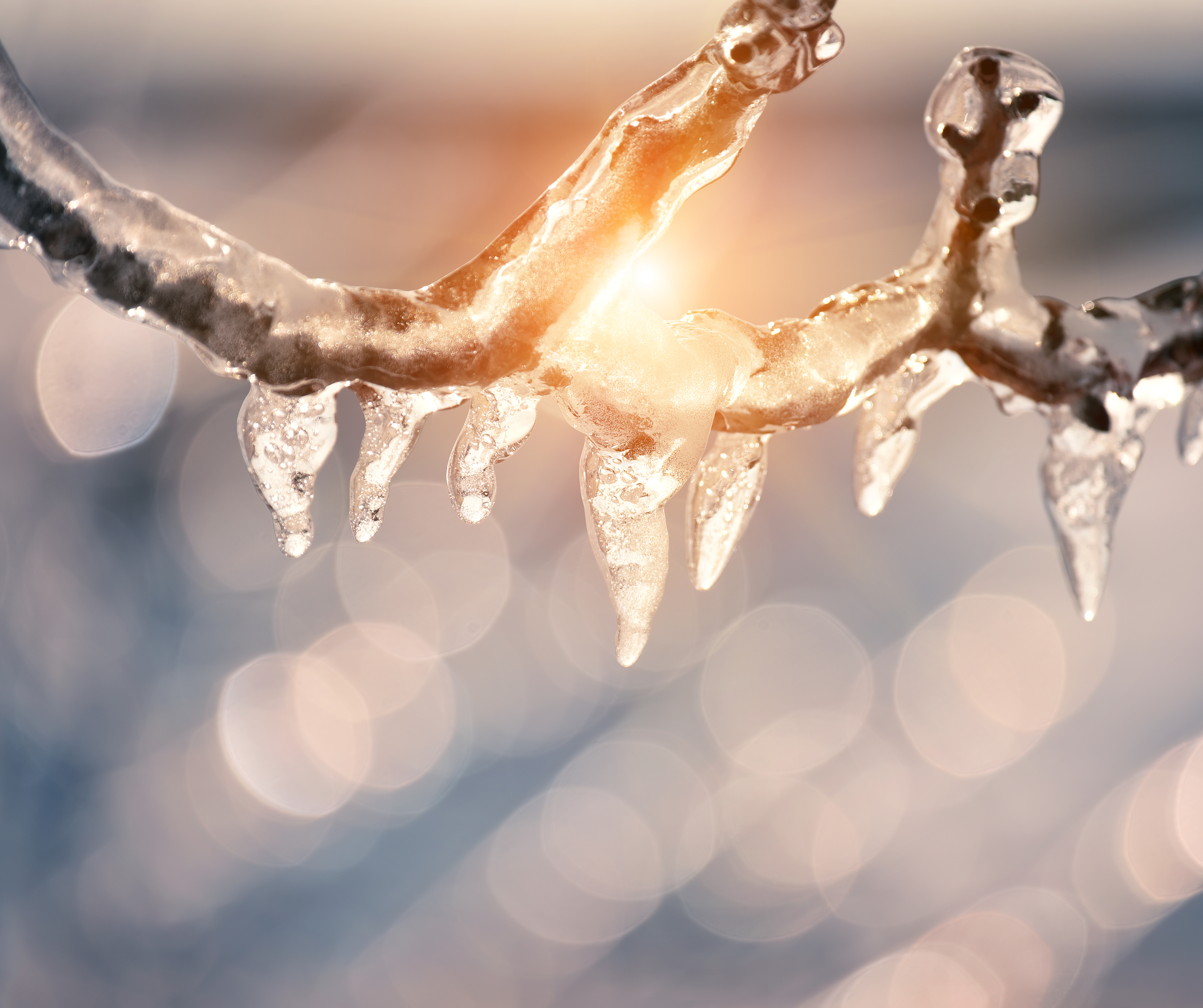 Närbild på en kvist täckt av is och små istappar. Solen reflekteras mot isen.
