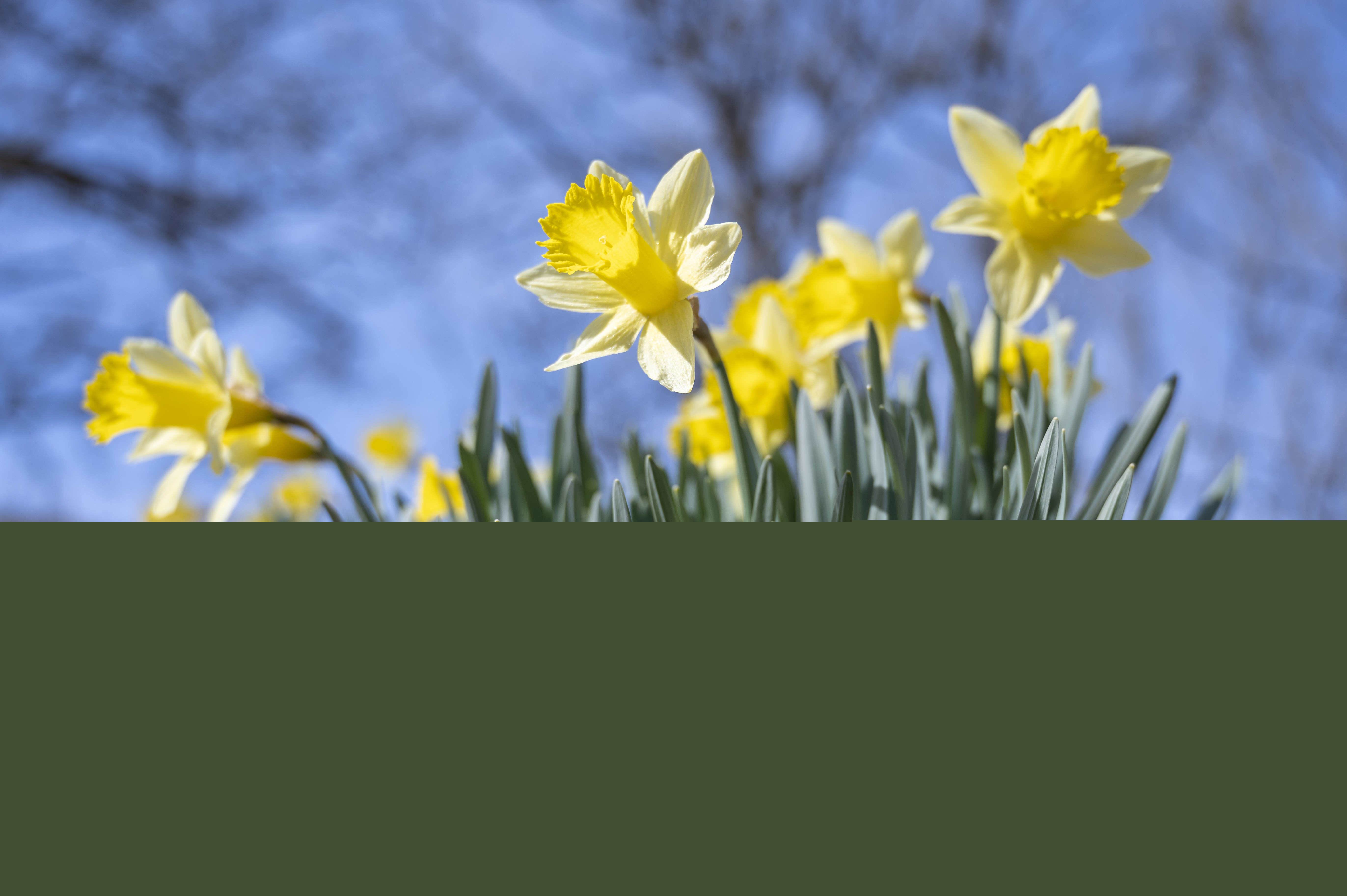 Närbild på blommande påskliljor i solsken.