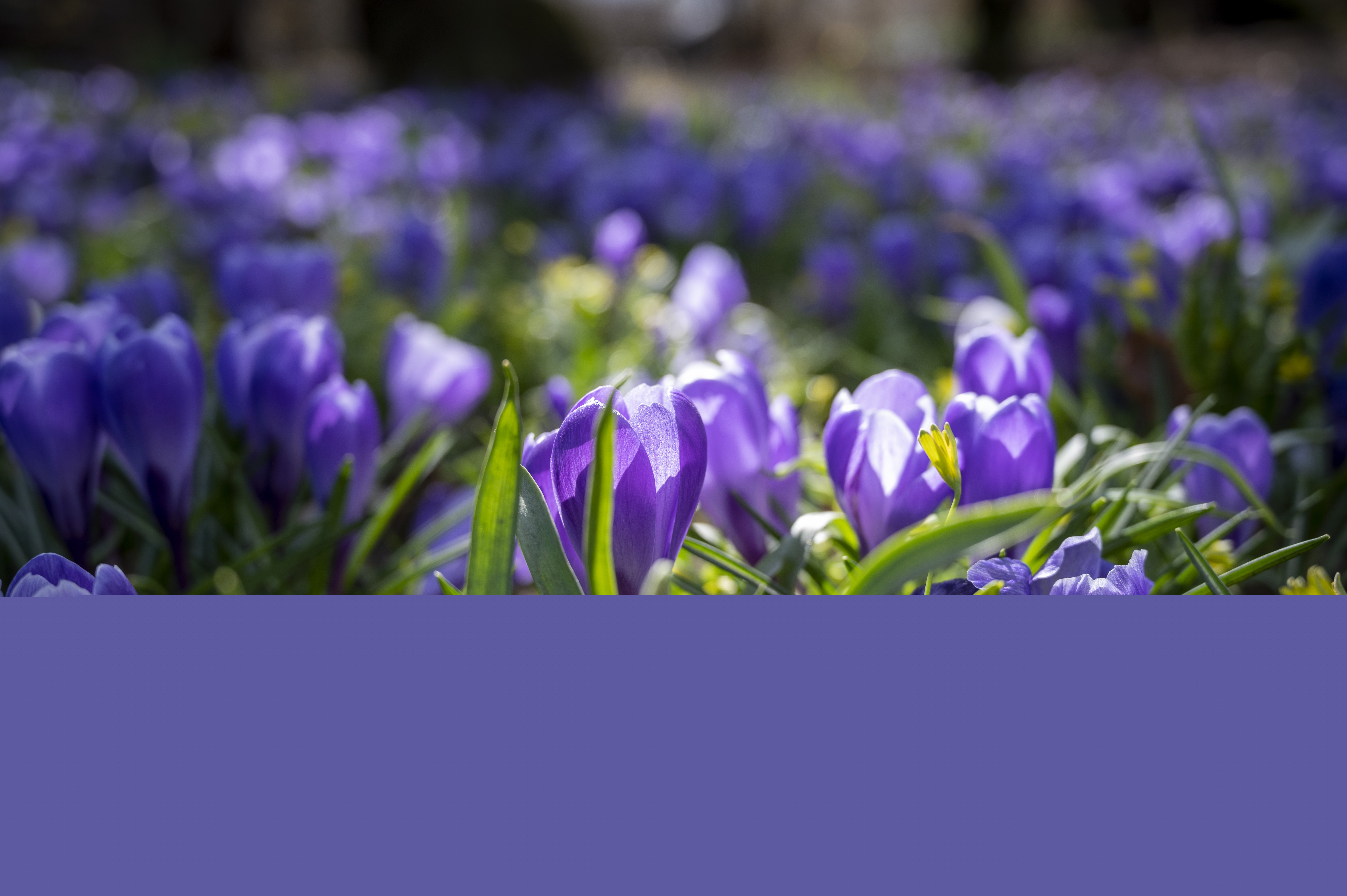Ett hav av lila krokusar.