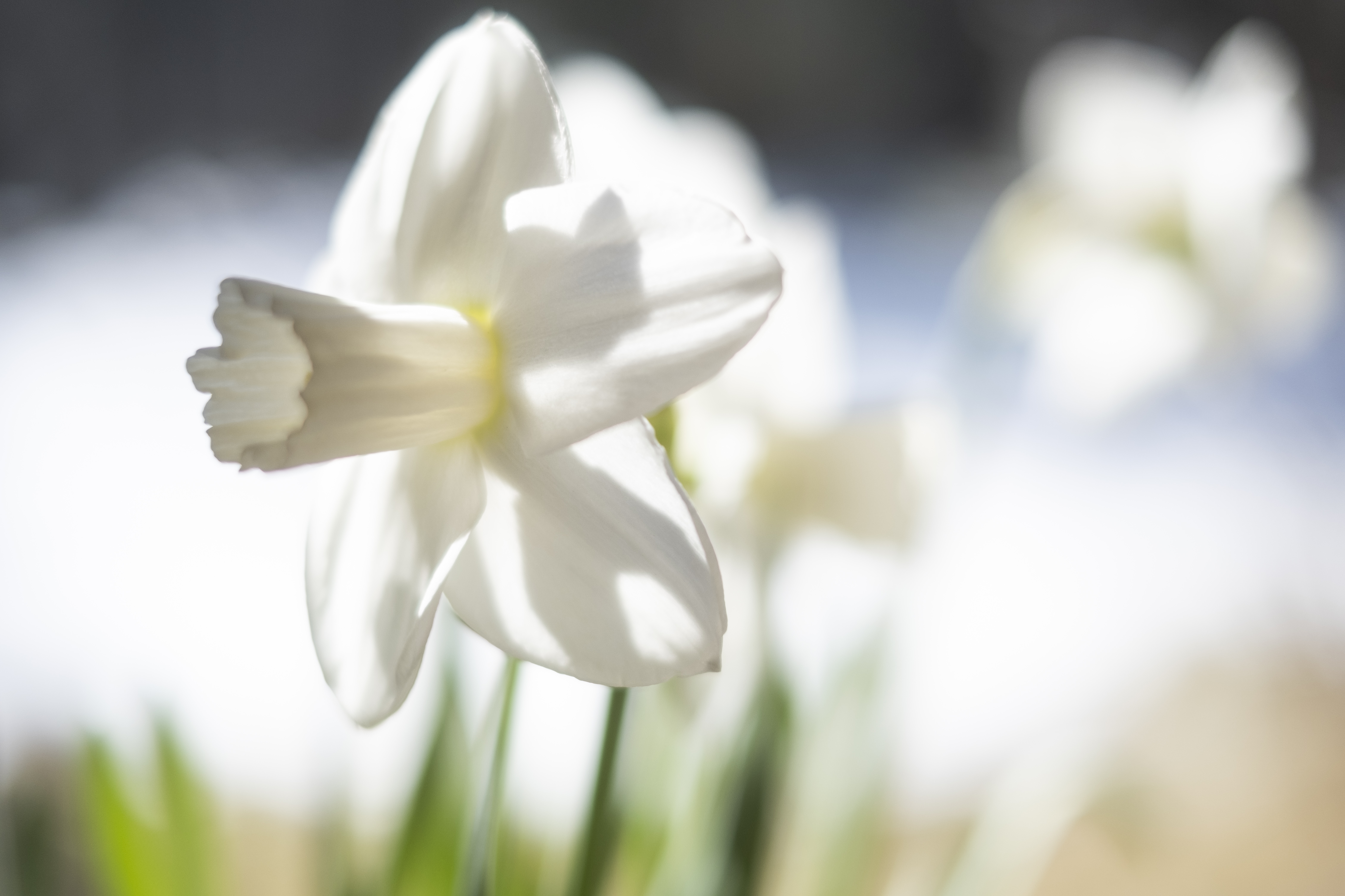 Närbild på en pingstlilja på en äng.