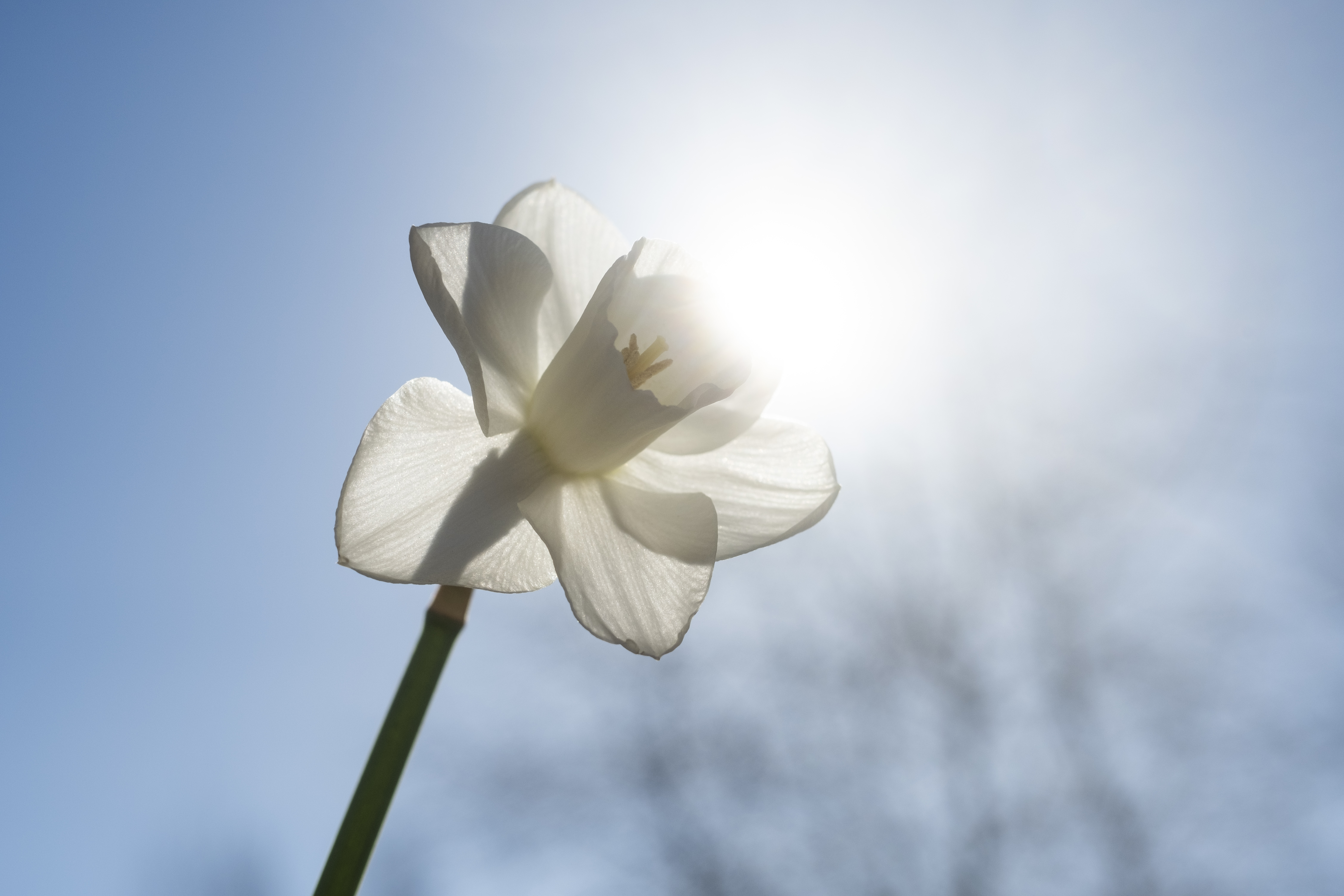 Närbild på en pingstlilja i motljus.