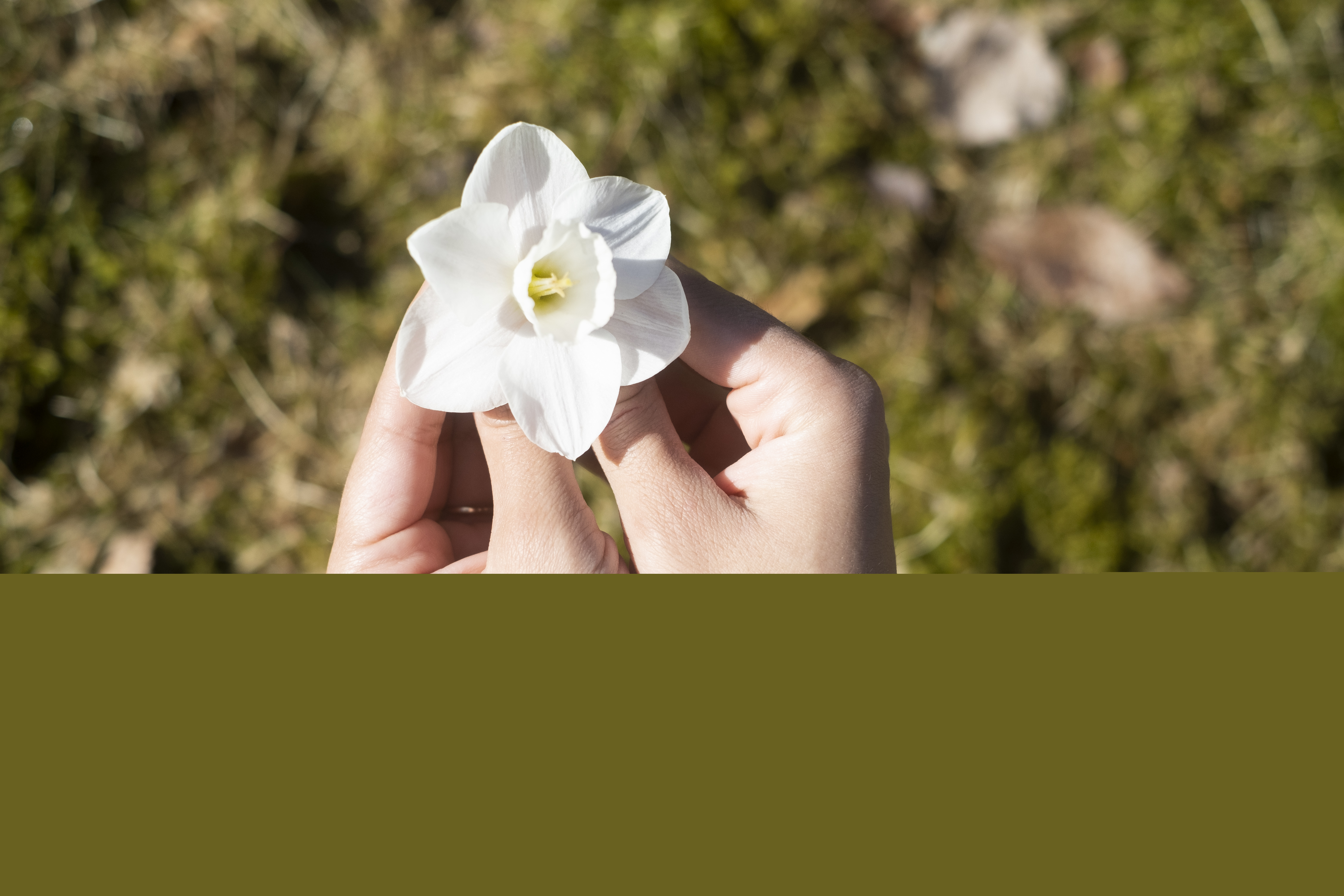 Någon håller en pingstlilja med båda händerna.