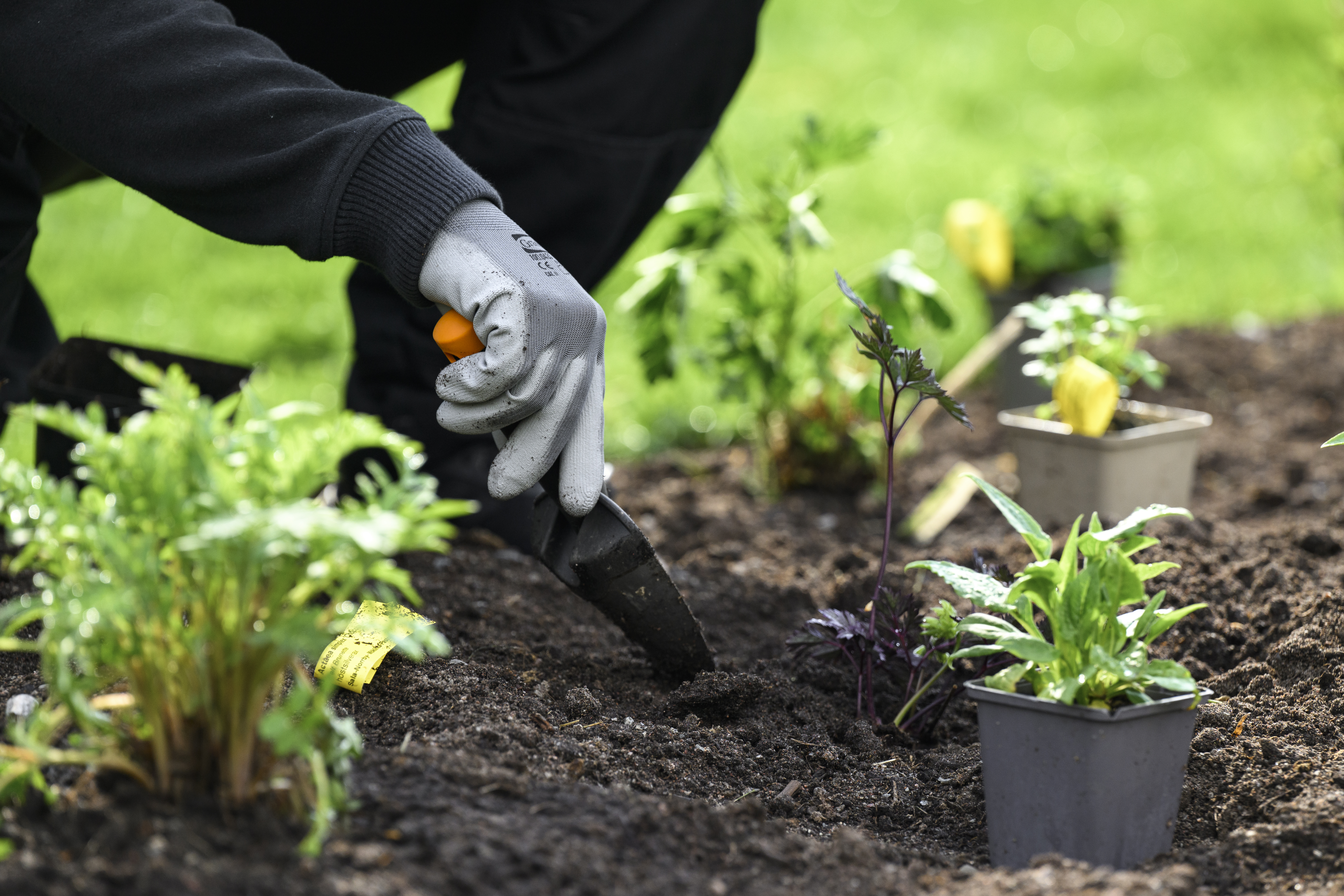 En trädgårdsarbetare planterar blommor.
