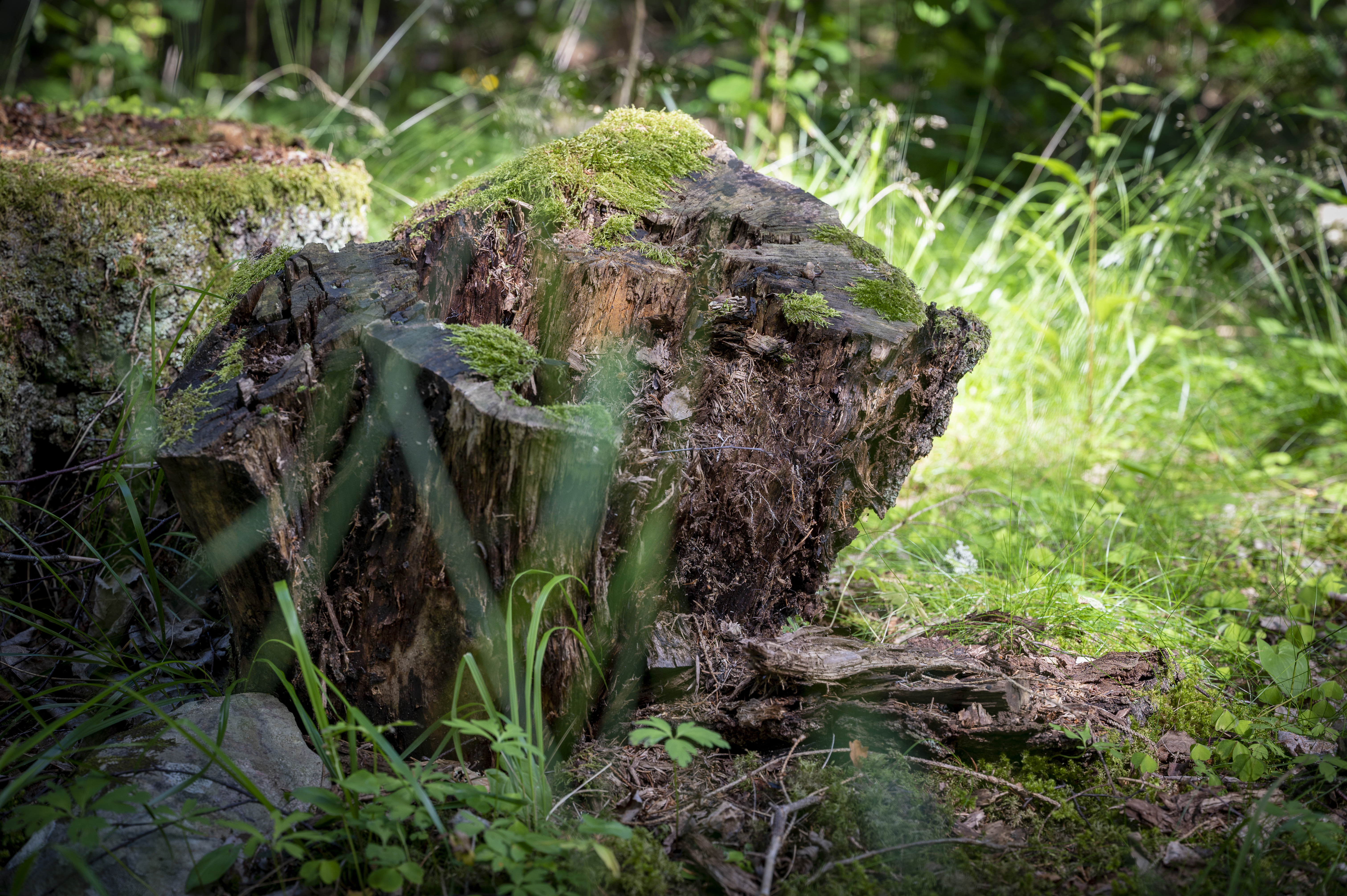 En mossig stubbe i skogen.