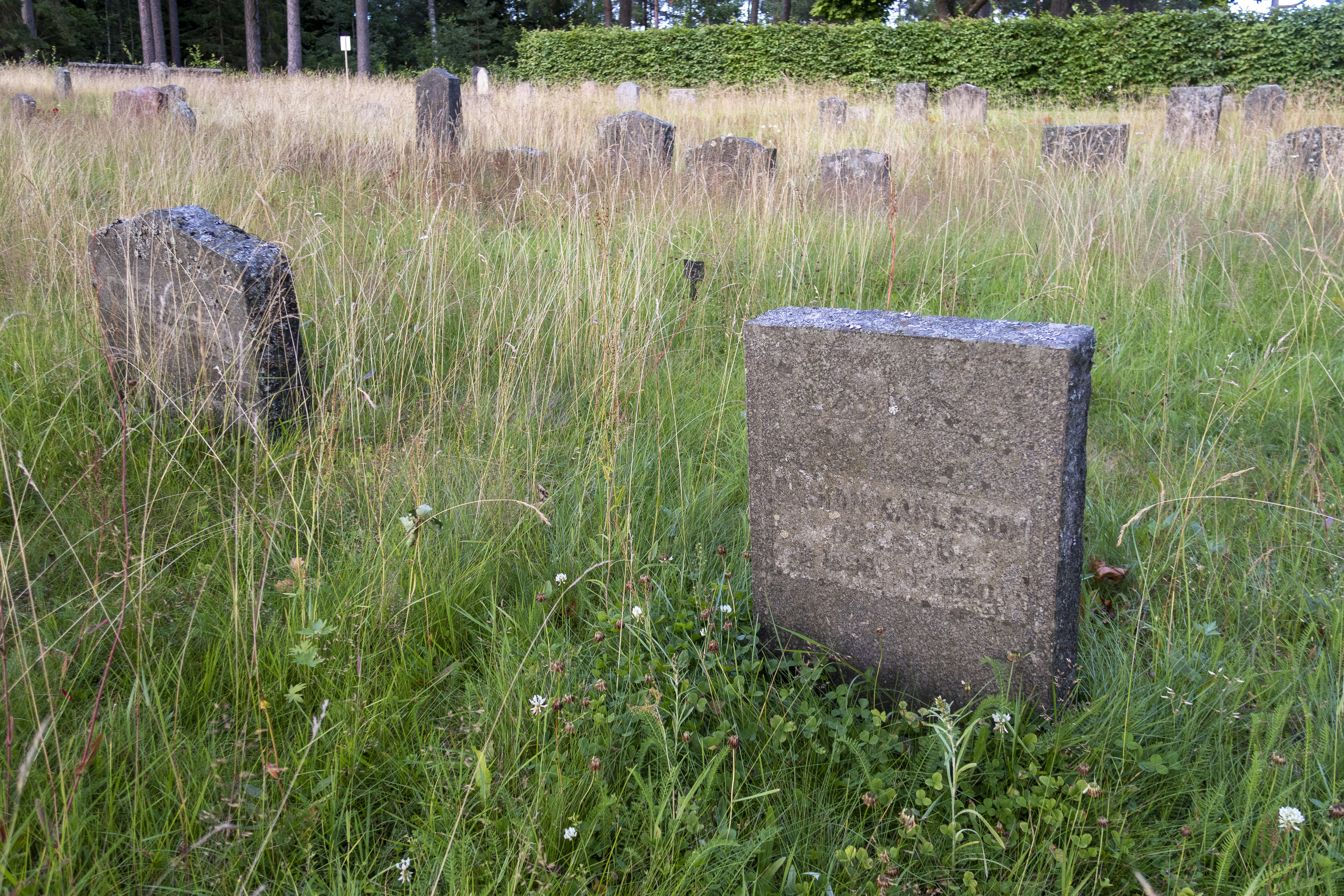 Gravstenar bland högt gräs på en kyrkogård.