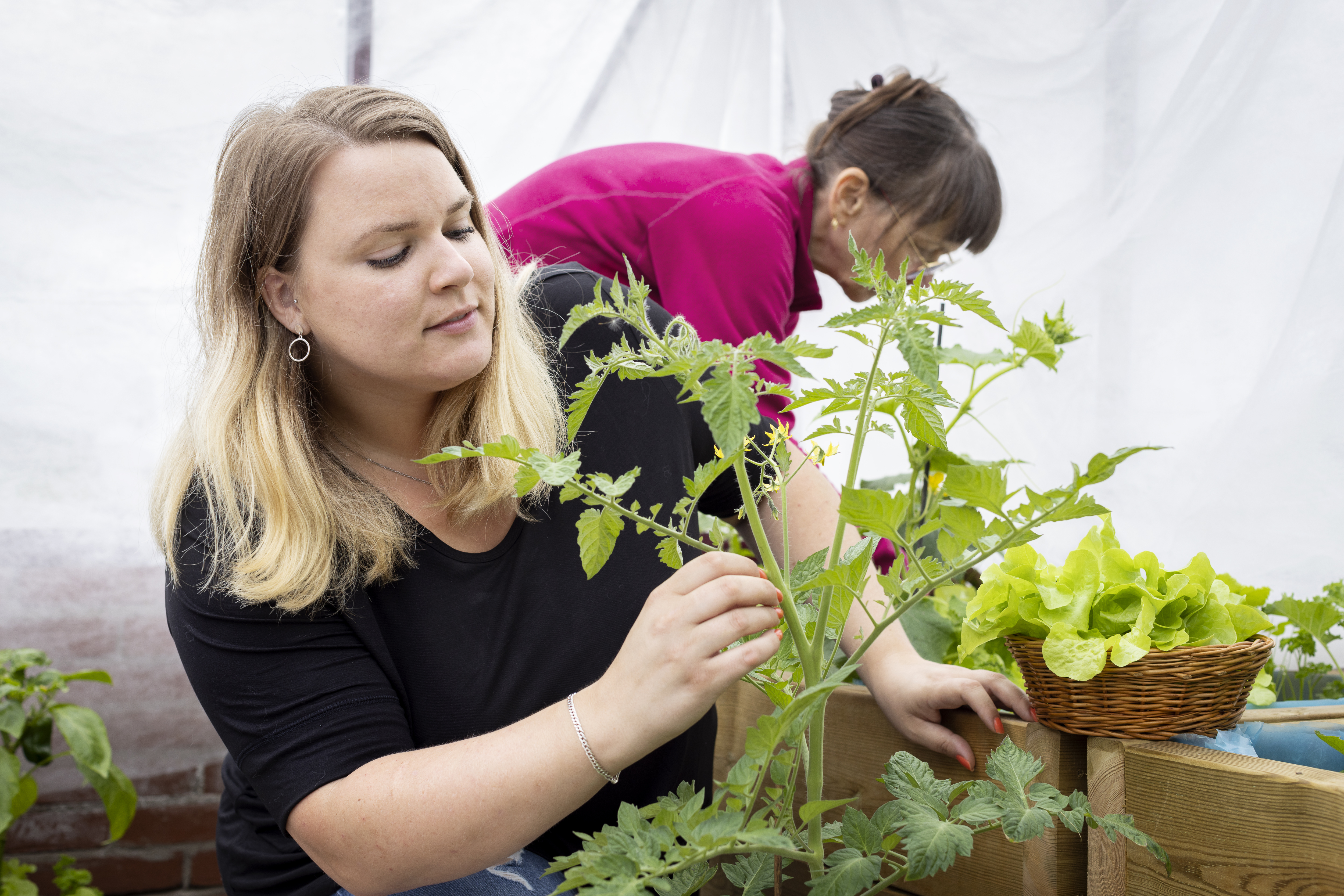 Två kvinnor arbetar med olika växter i ett tält.