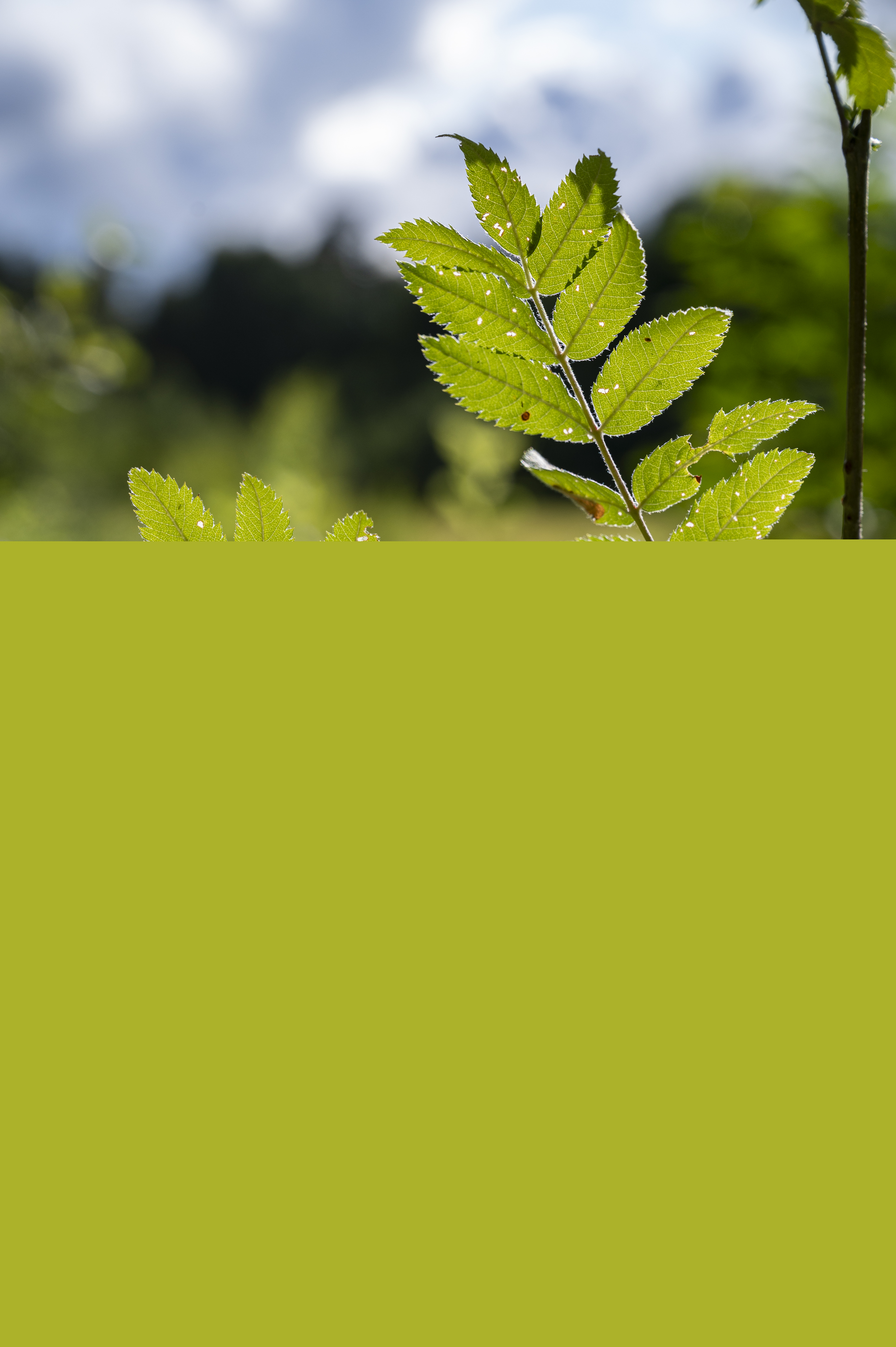 Närbild på rönnlöv i solen.