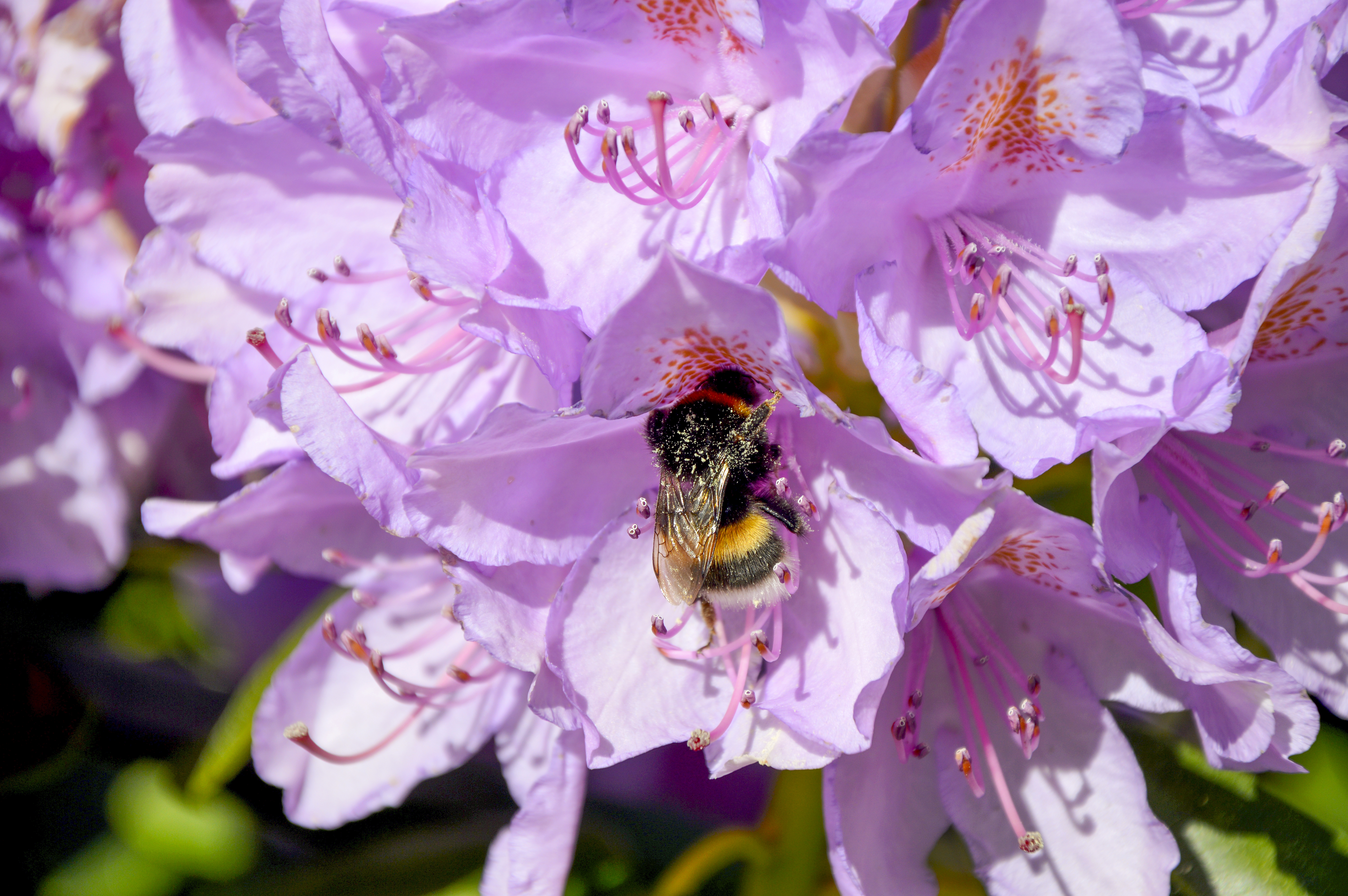 En humla sitter bland blommorna i en rhododendron.