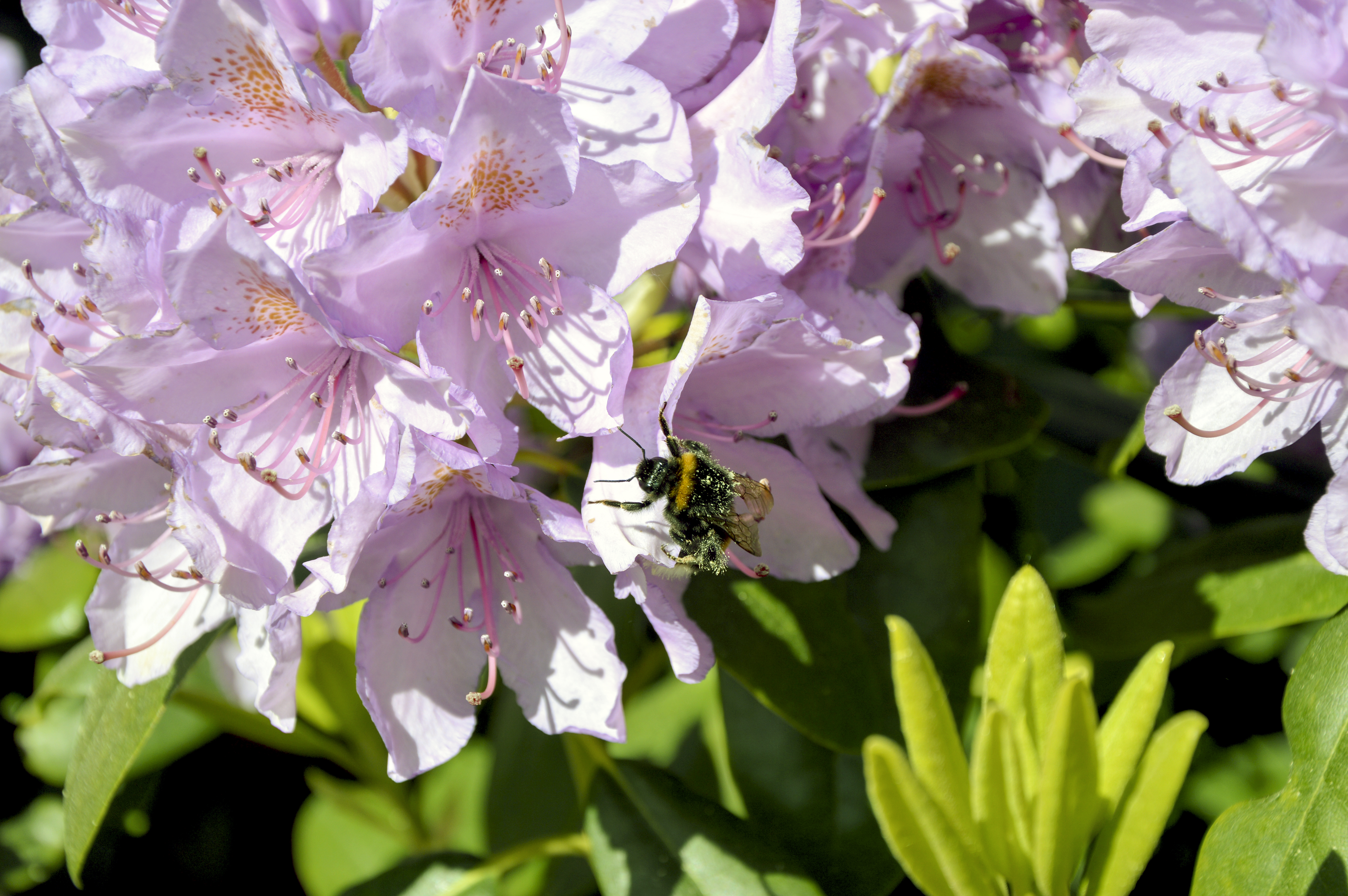 En humla sitter bland blommorna i en rhododendron.