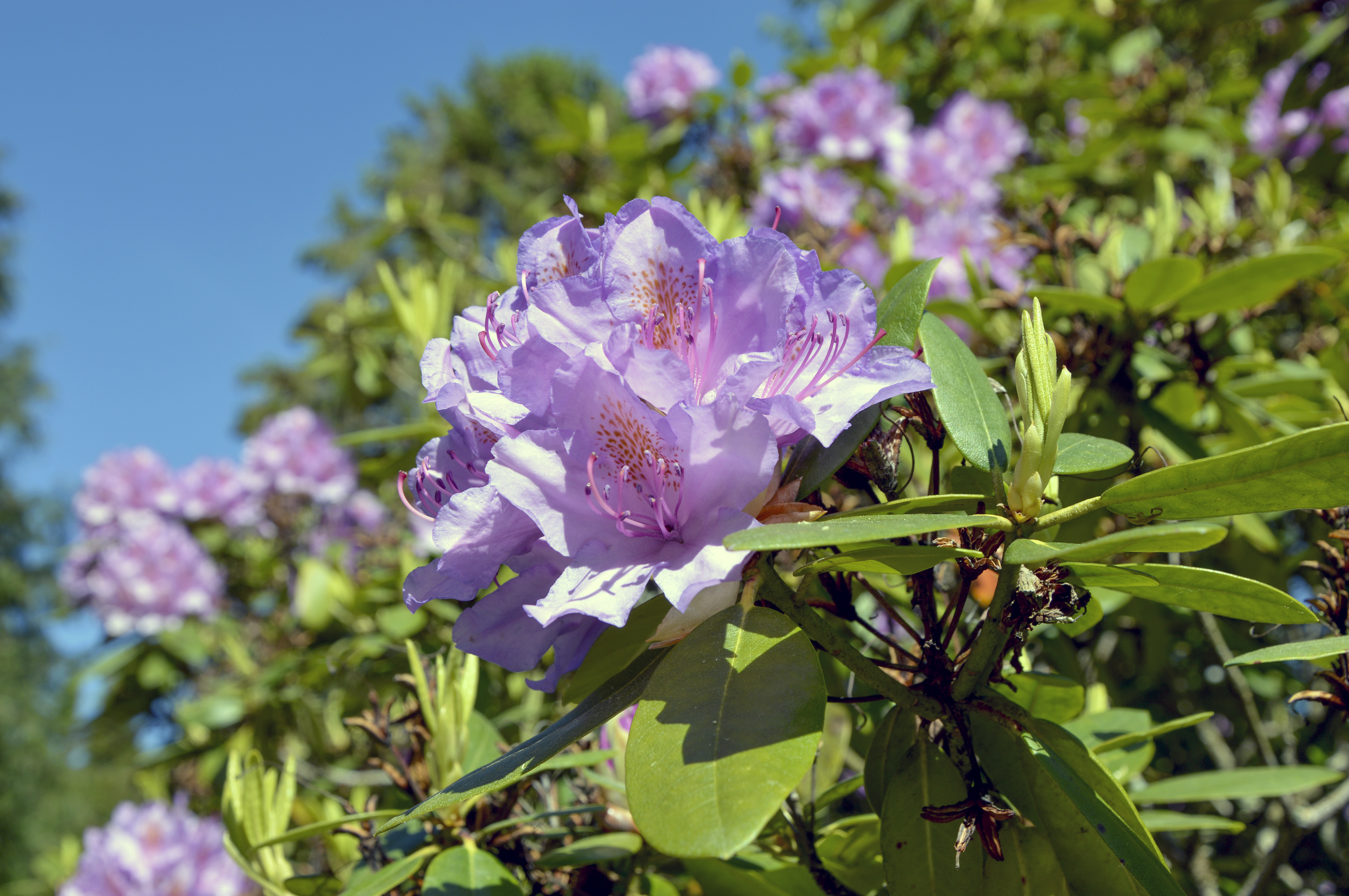 Närbild på en rhododendron-blomma.
