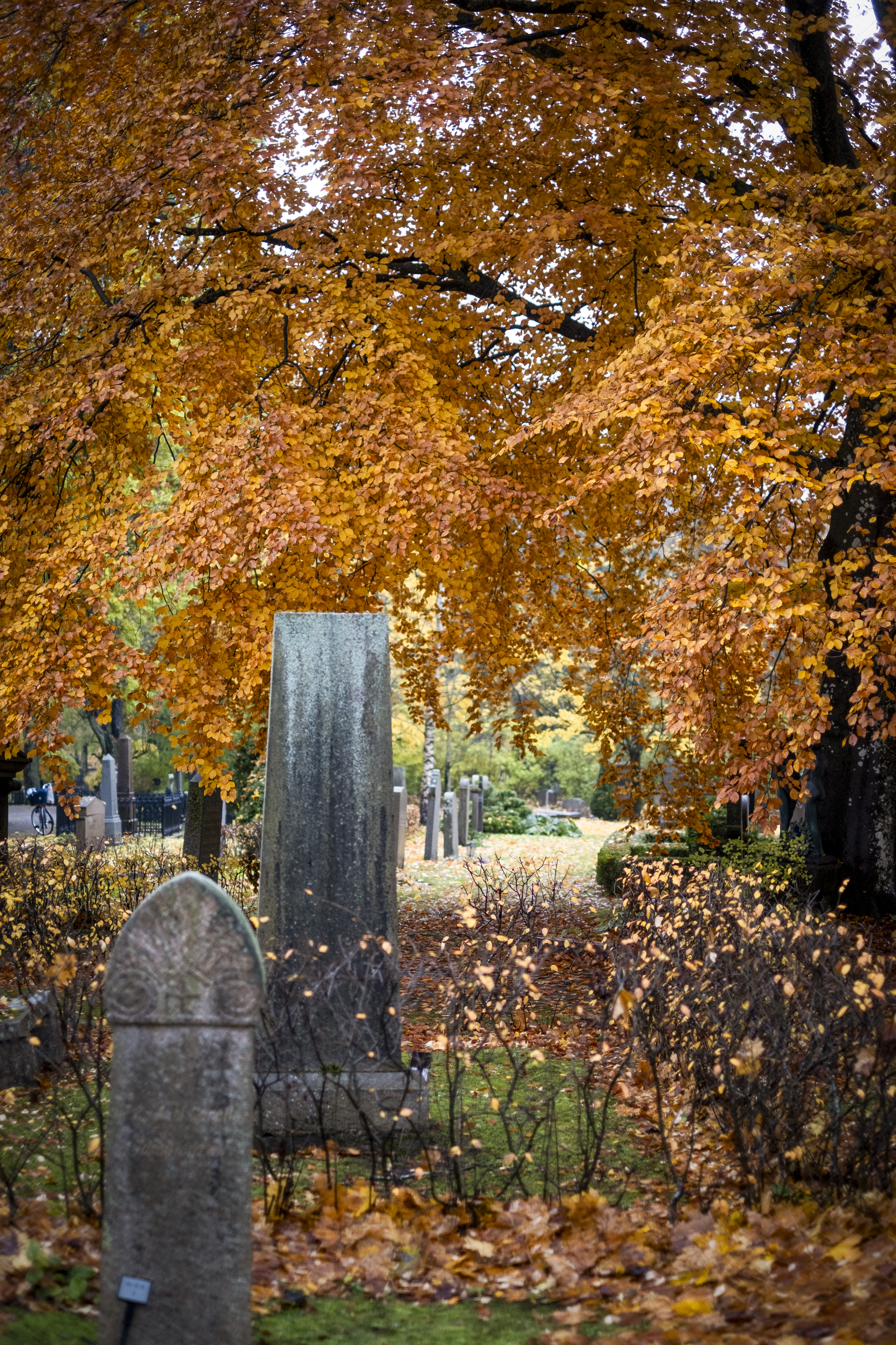 Höstklädda träd på en kyrkogård.