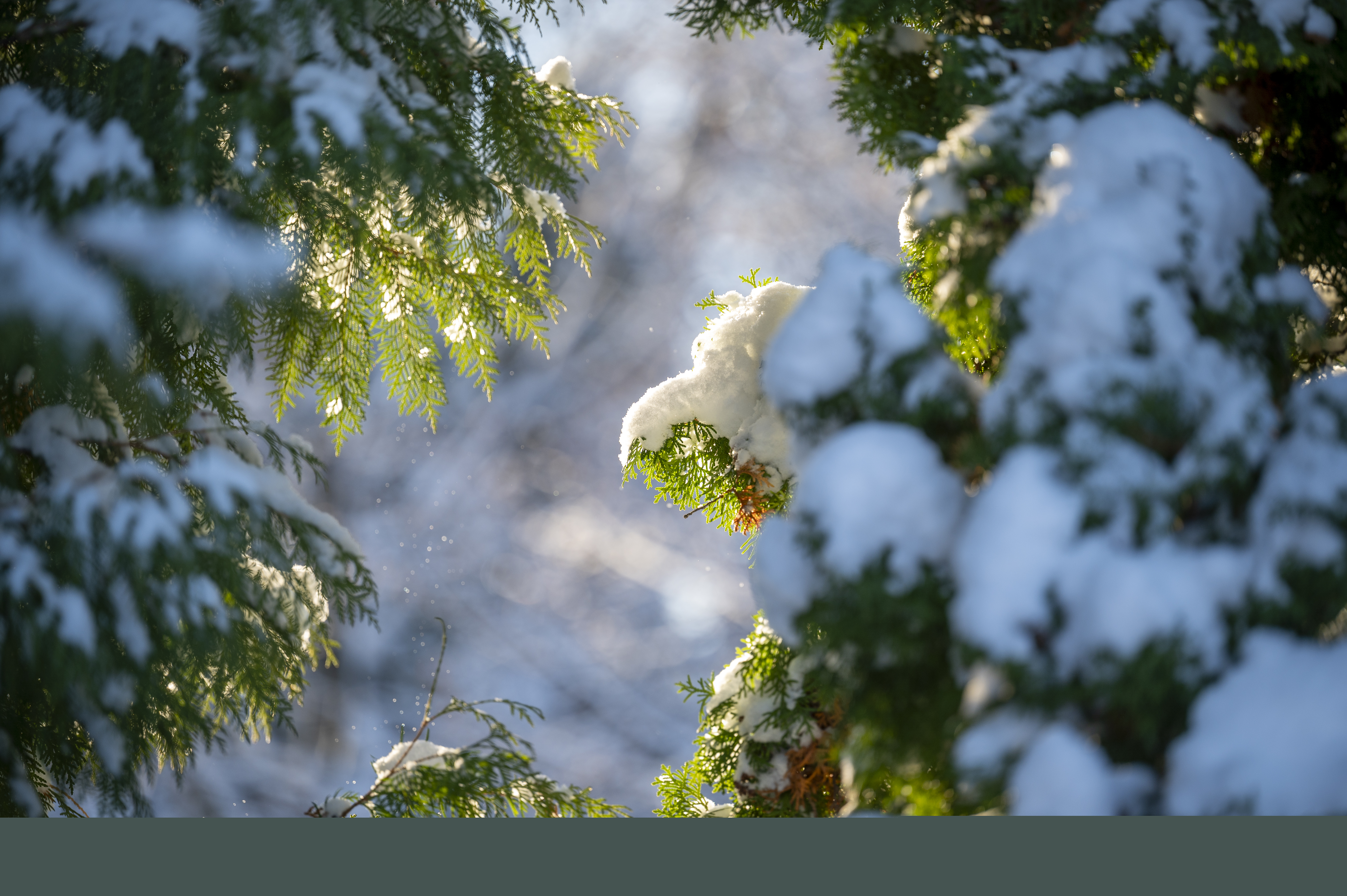 Snöiga kvistar på ett barrträd. Solen lyser in mellan grenarna.