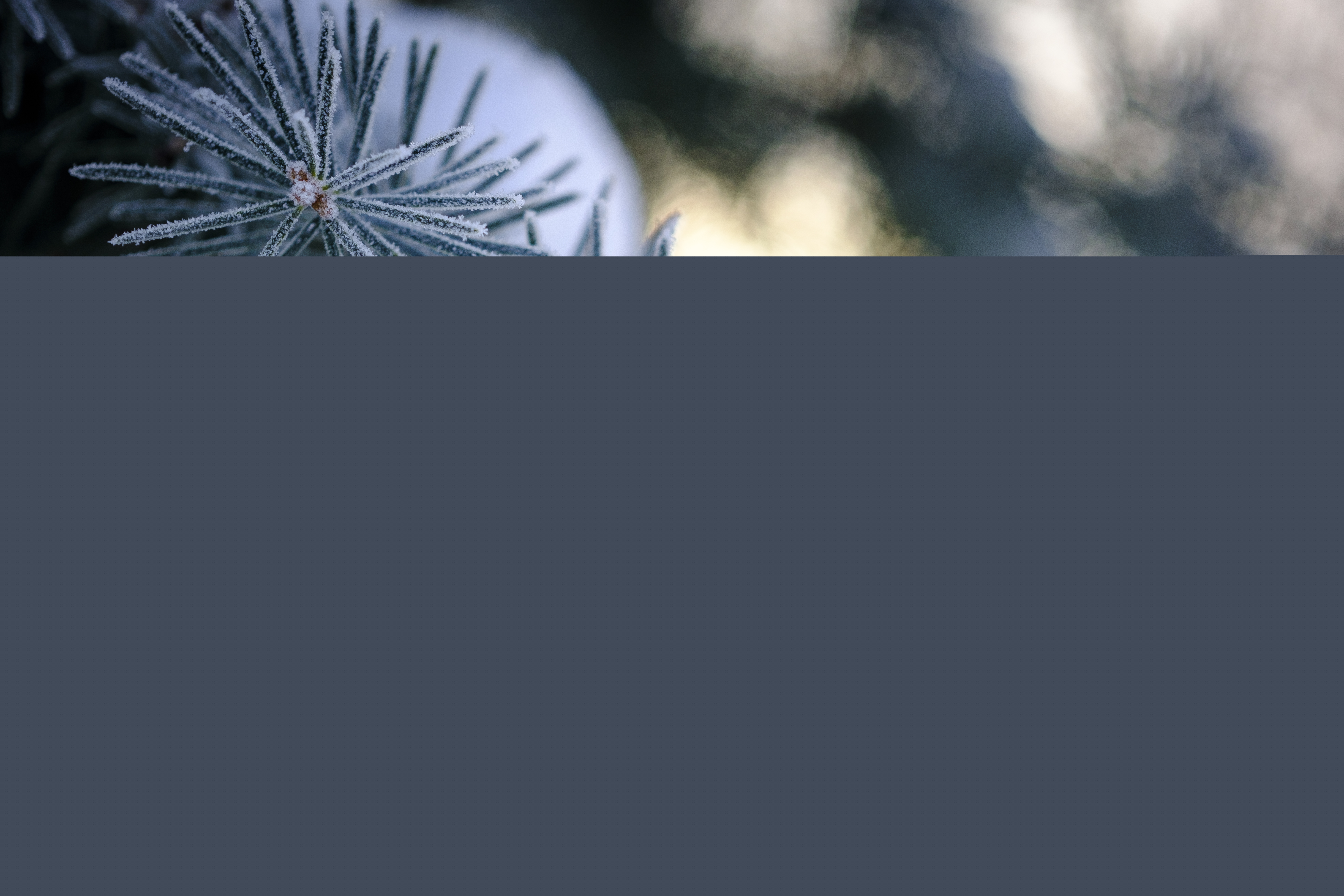 Närbild på frostiga barr.