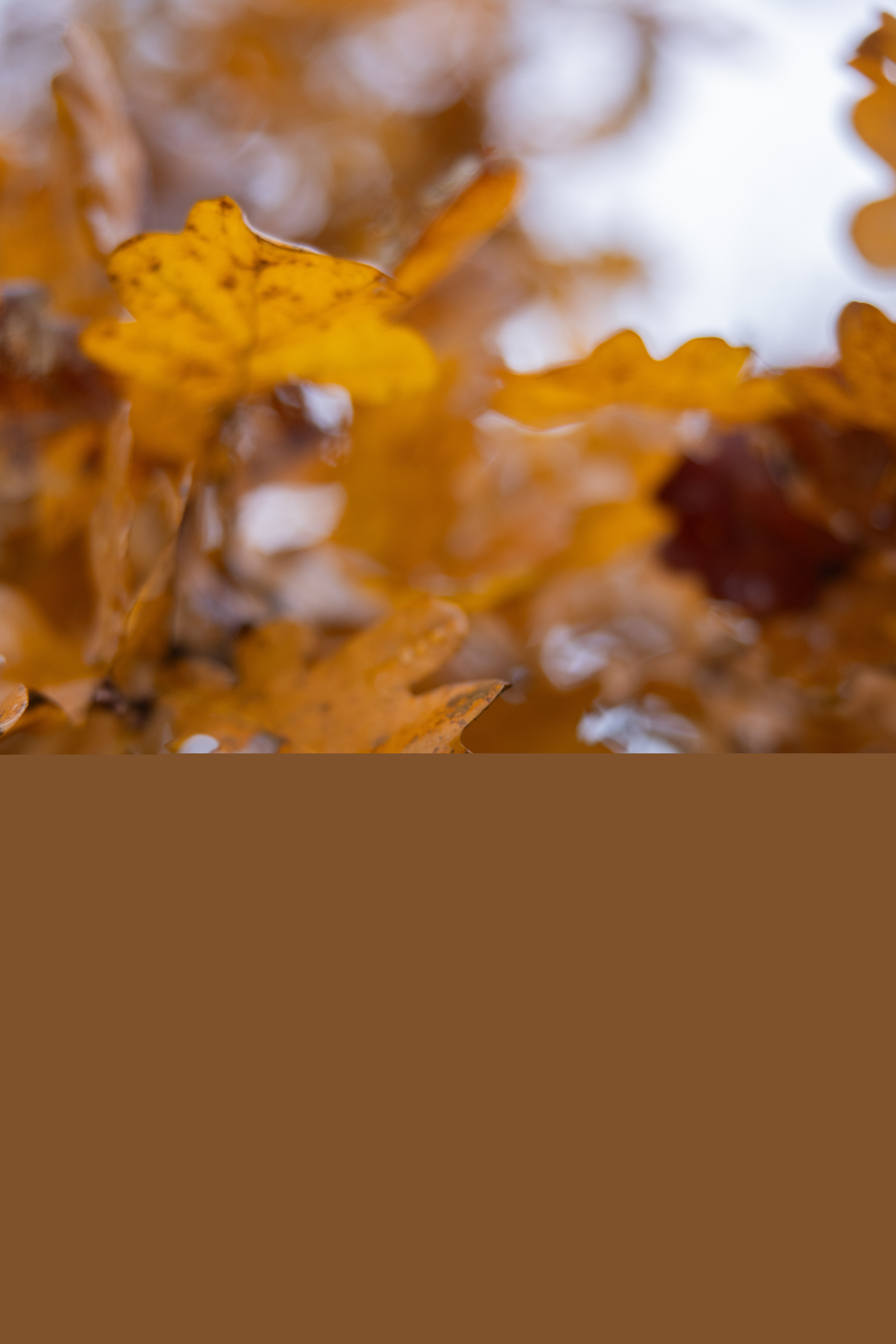 Närbild på höstgula eklöv innan de faller.