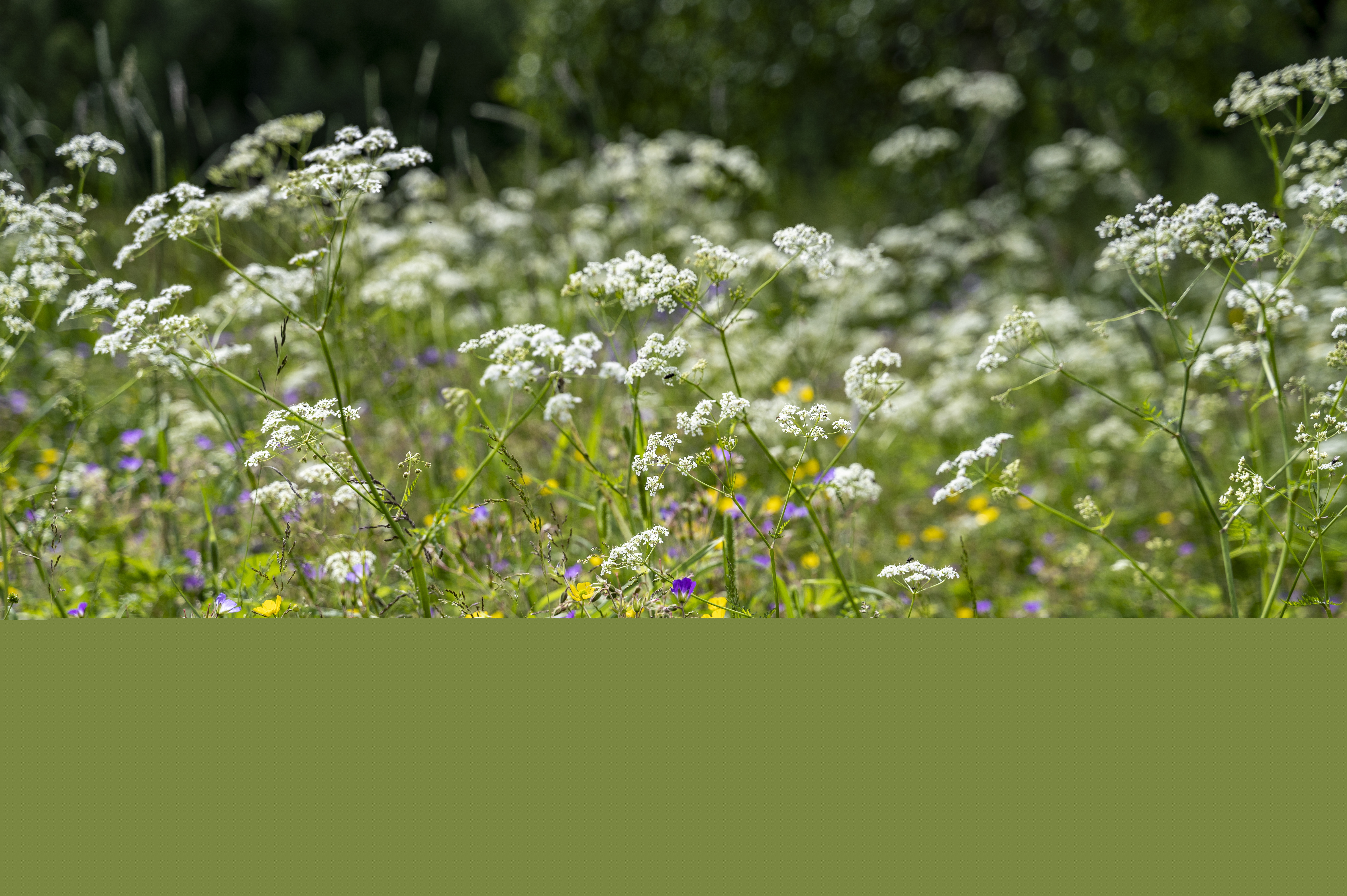 Närbild på sommaräng med vita, gula och lila blommor.