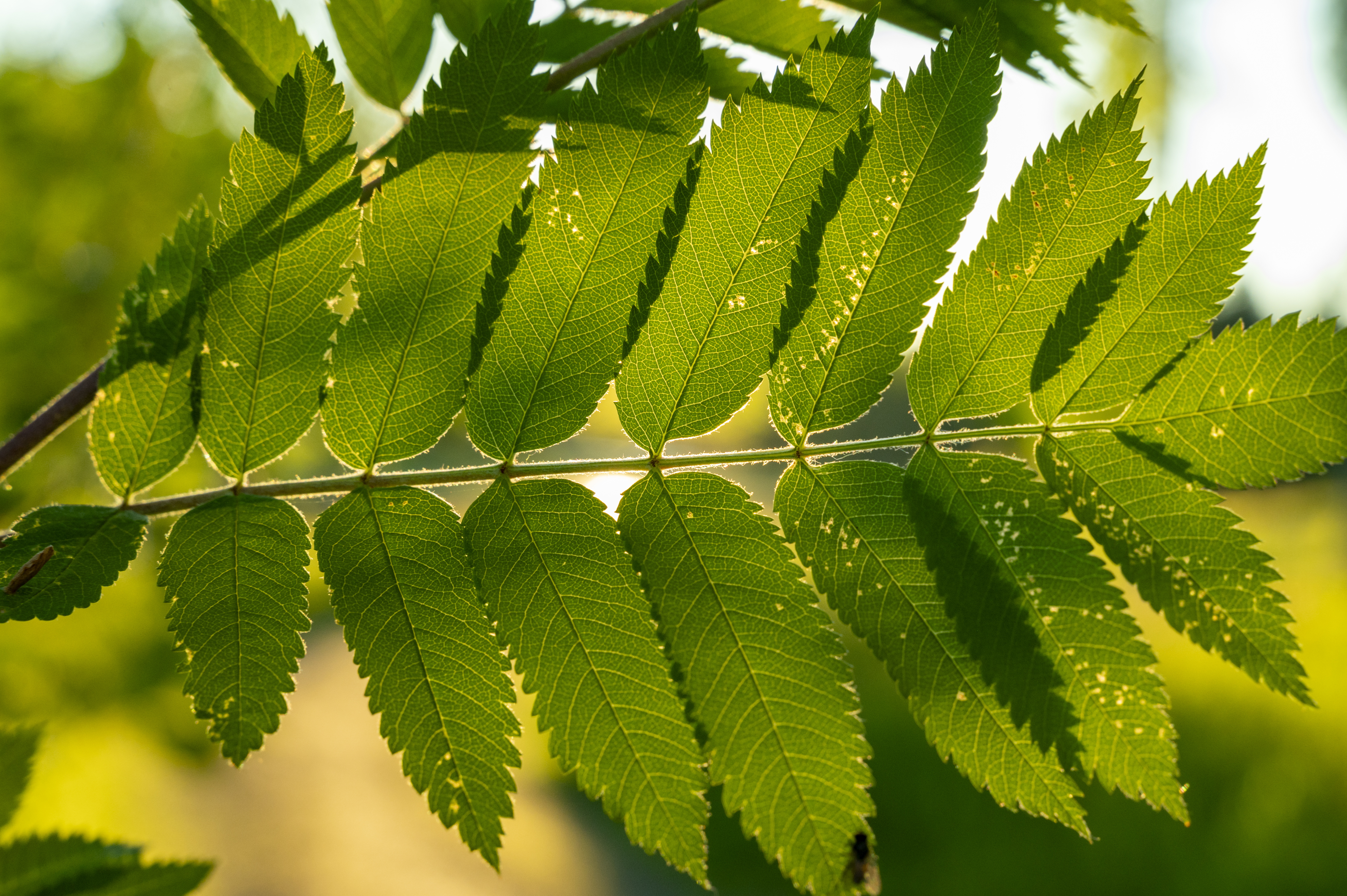Närbild på en gren med gröna rönnblad.
