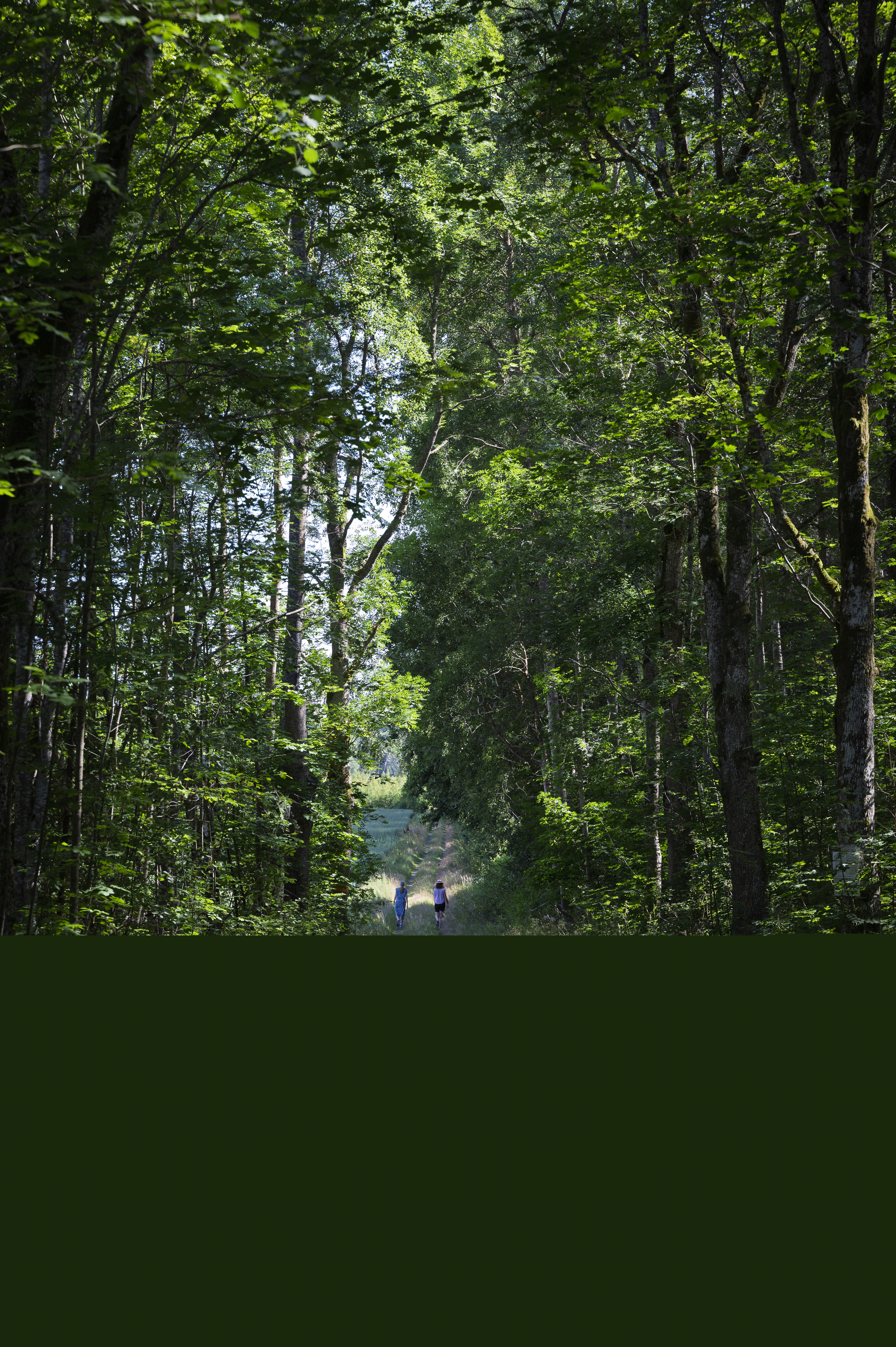 Skogsstig omgiven av höga gröna träd. Solstrålar strilar genom träden.