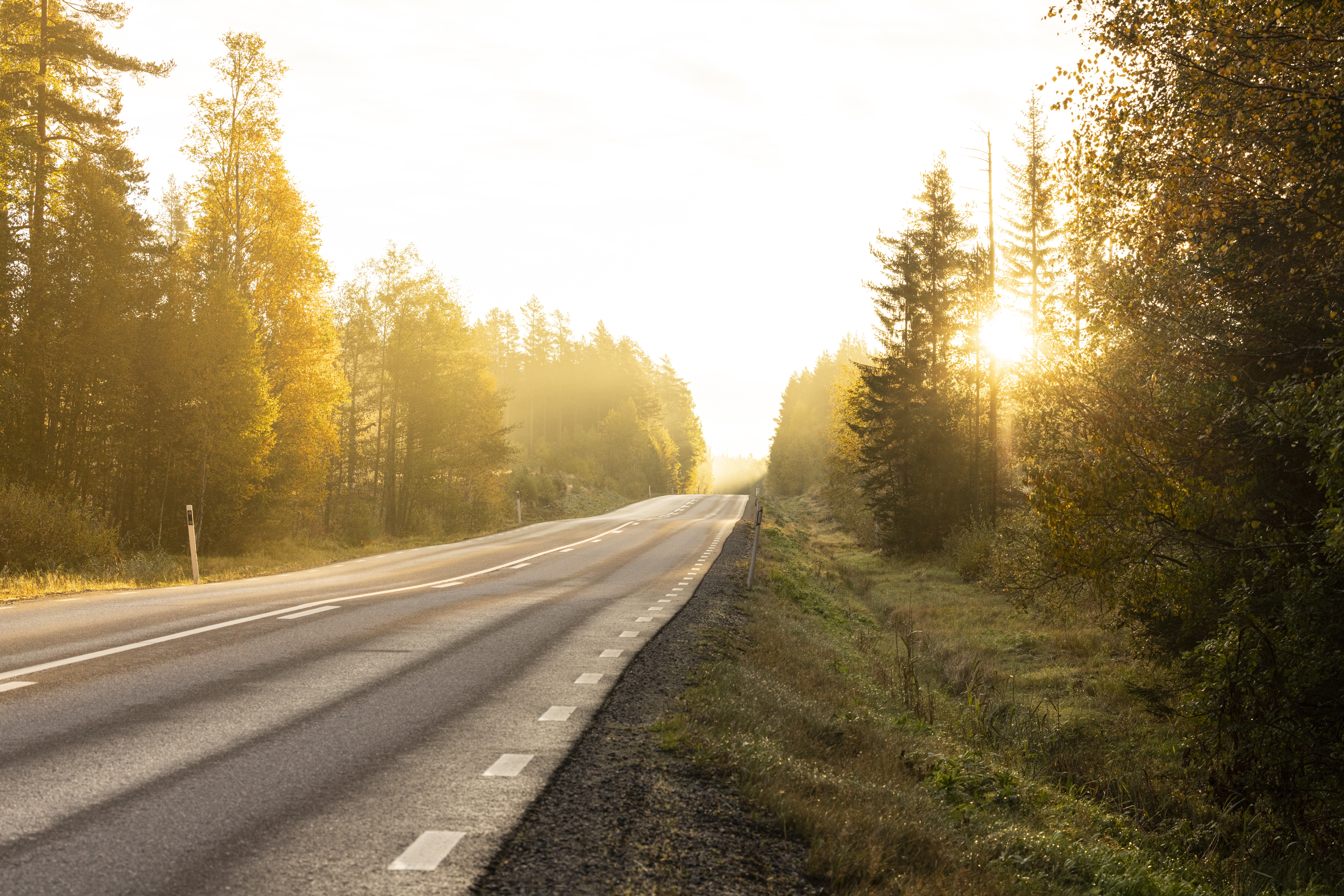 En asfaltsväg genom en skog. Vägen försvinner bort i en solnedgång.