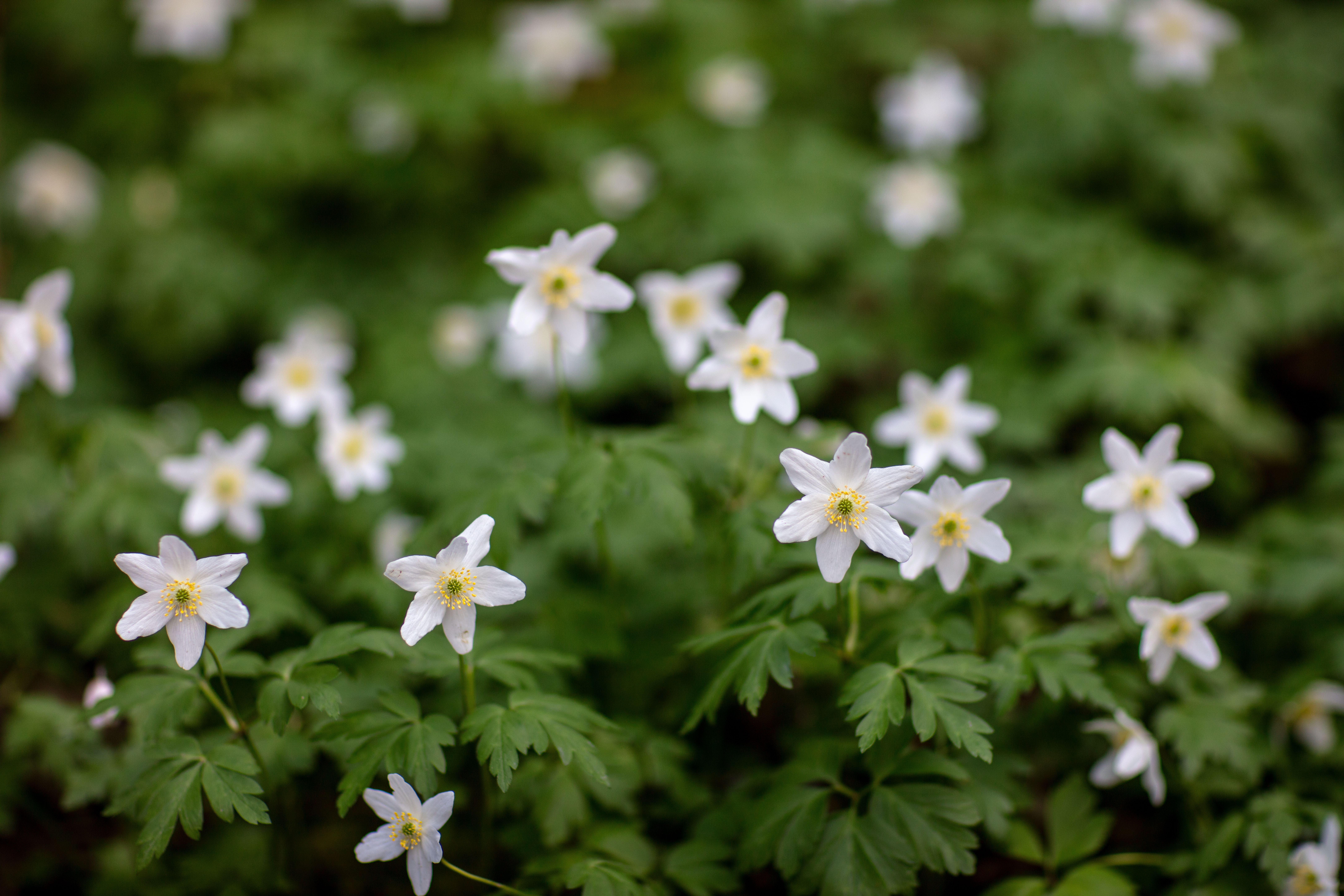 Ett vacker naturgrönt ställe i skogen med vitsippor.