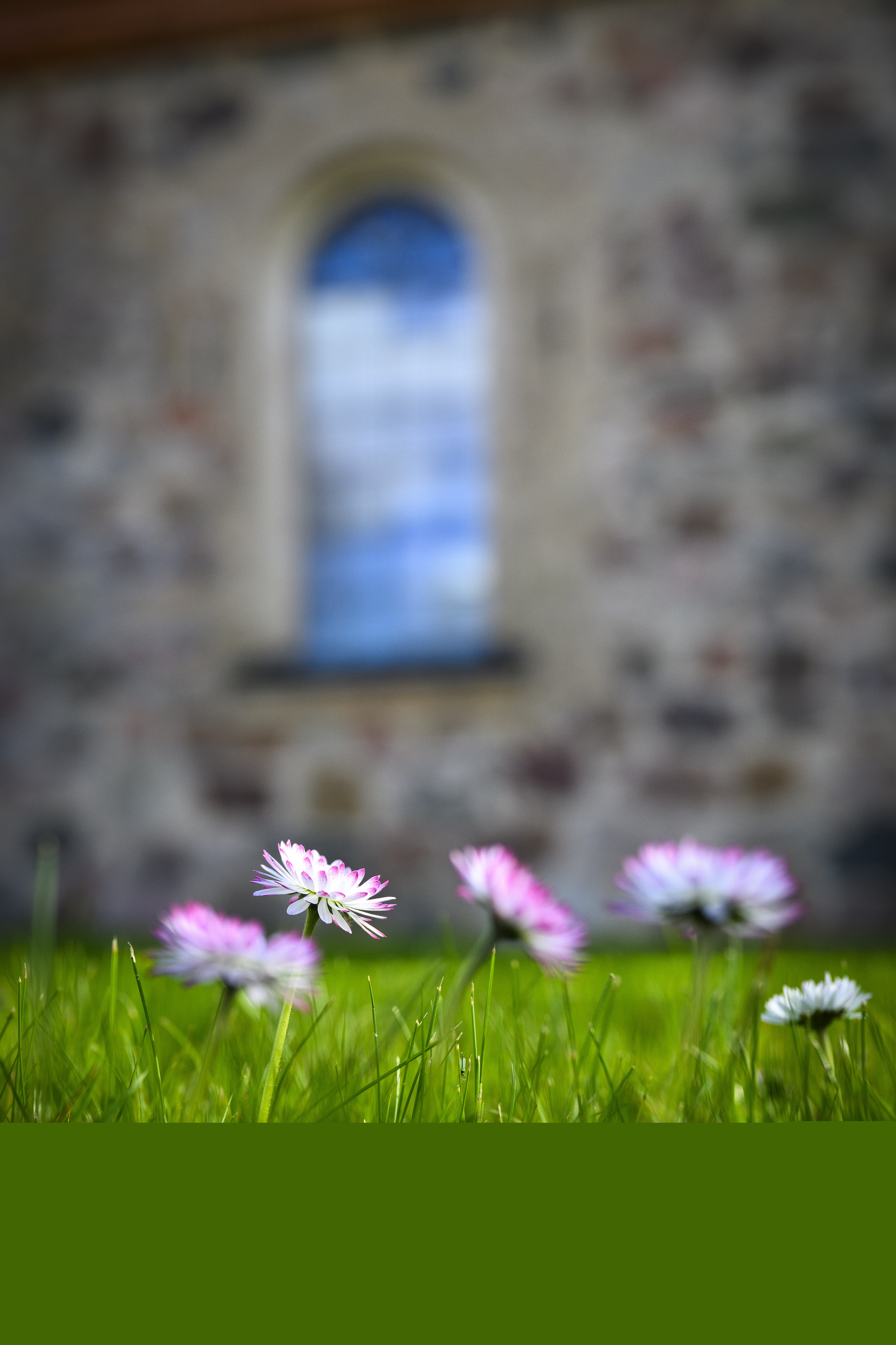 Närbild på några vit-rosa vårblommor. En suddig kyrkobyggnad i bakgrunden.