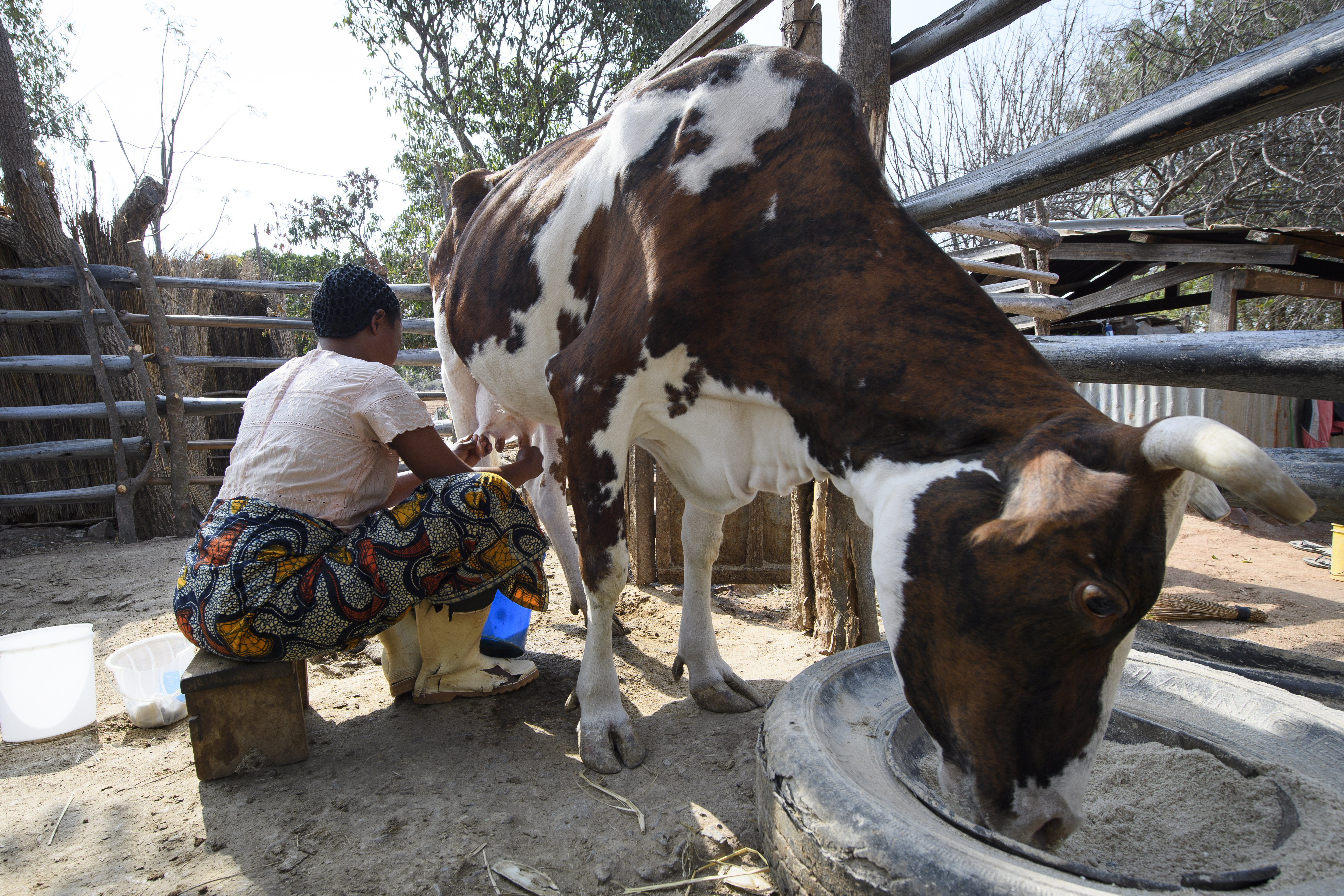 Kvinna sitter på en pall och mjölkar en ko.