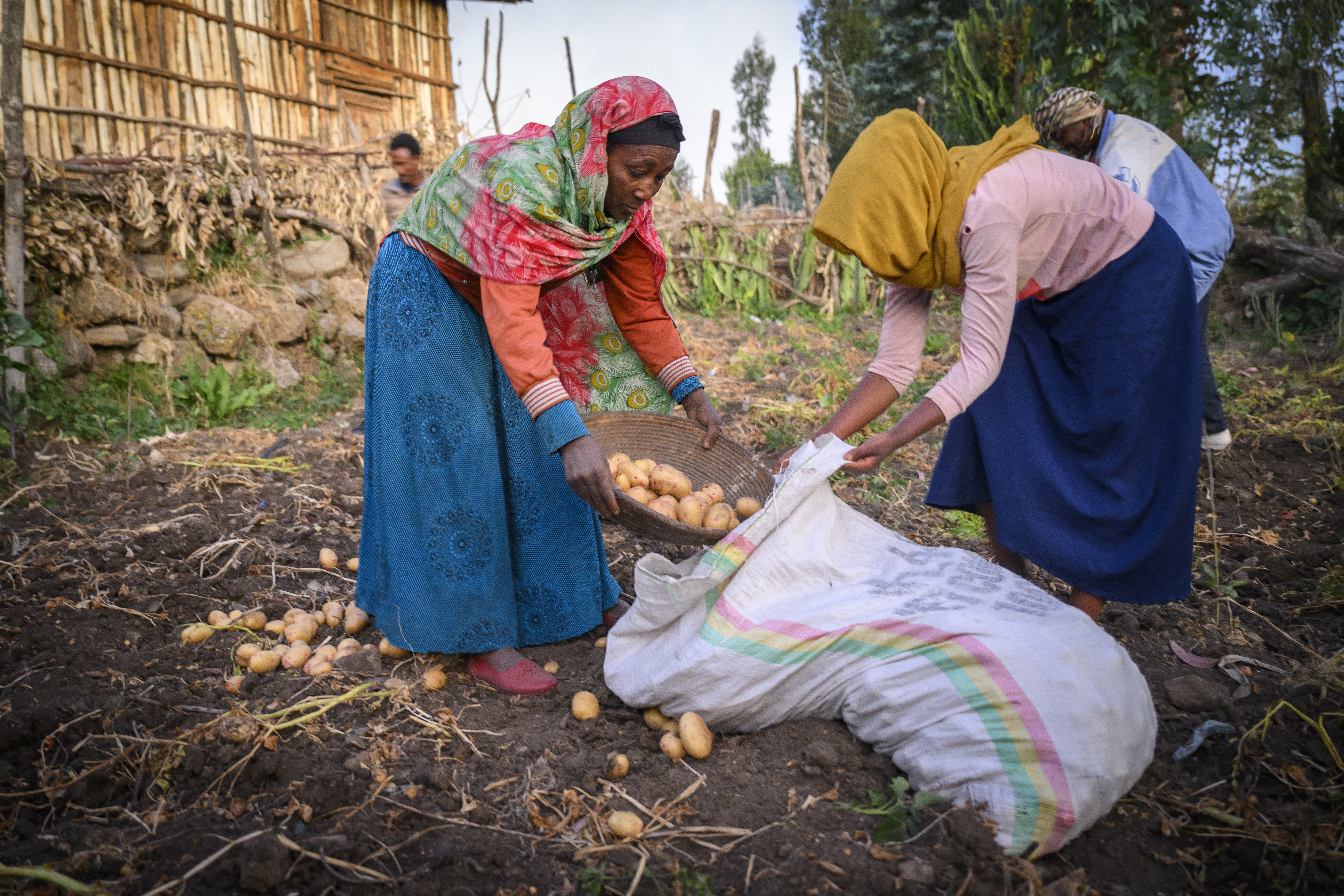 Två kvinnor skördar potatis. 