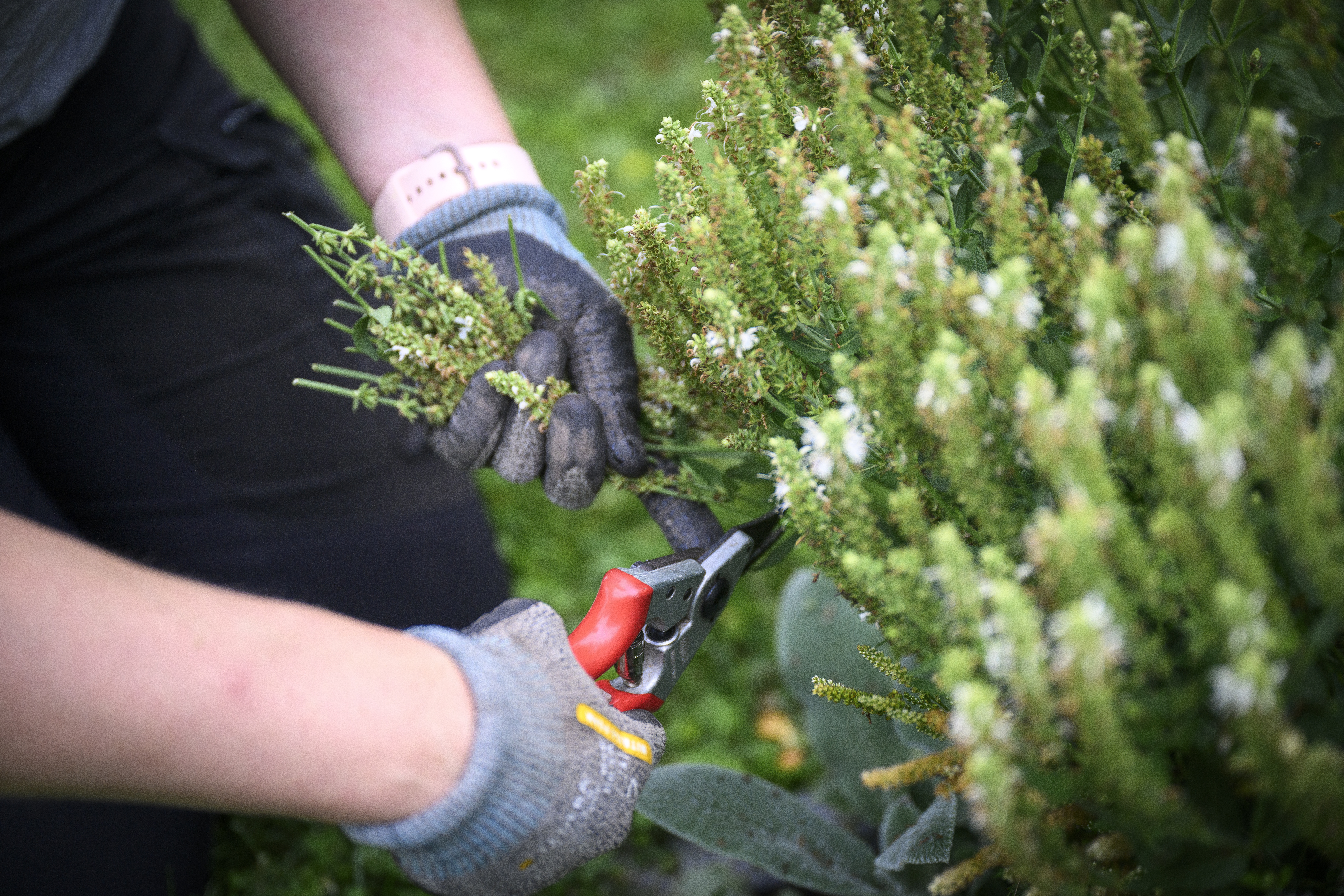 Närbild på ett par händer iförda trädgårdshandskar. Personen håller på att trimma blommor med en sekatör.